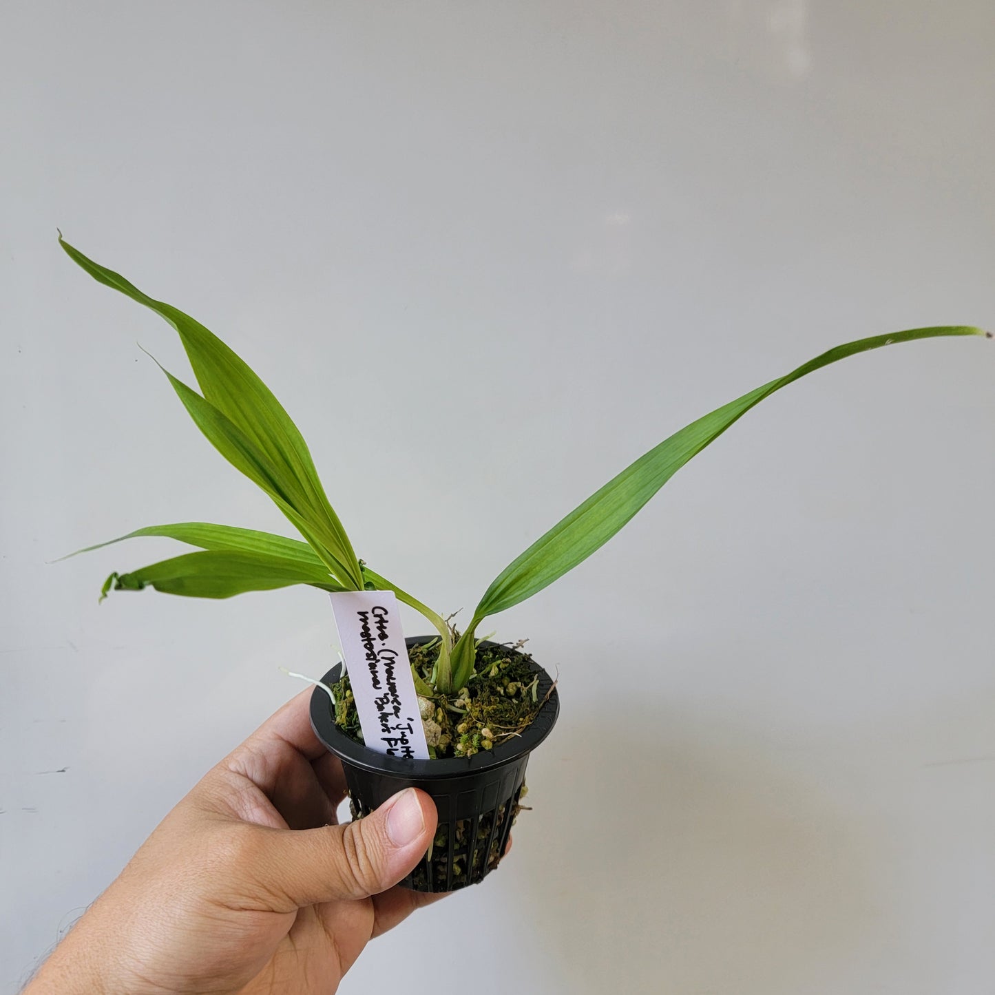 Coryanthes Macrosea x mastersiana Bucket Orchid