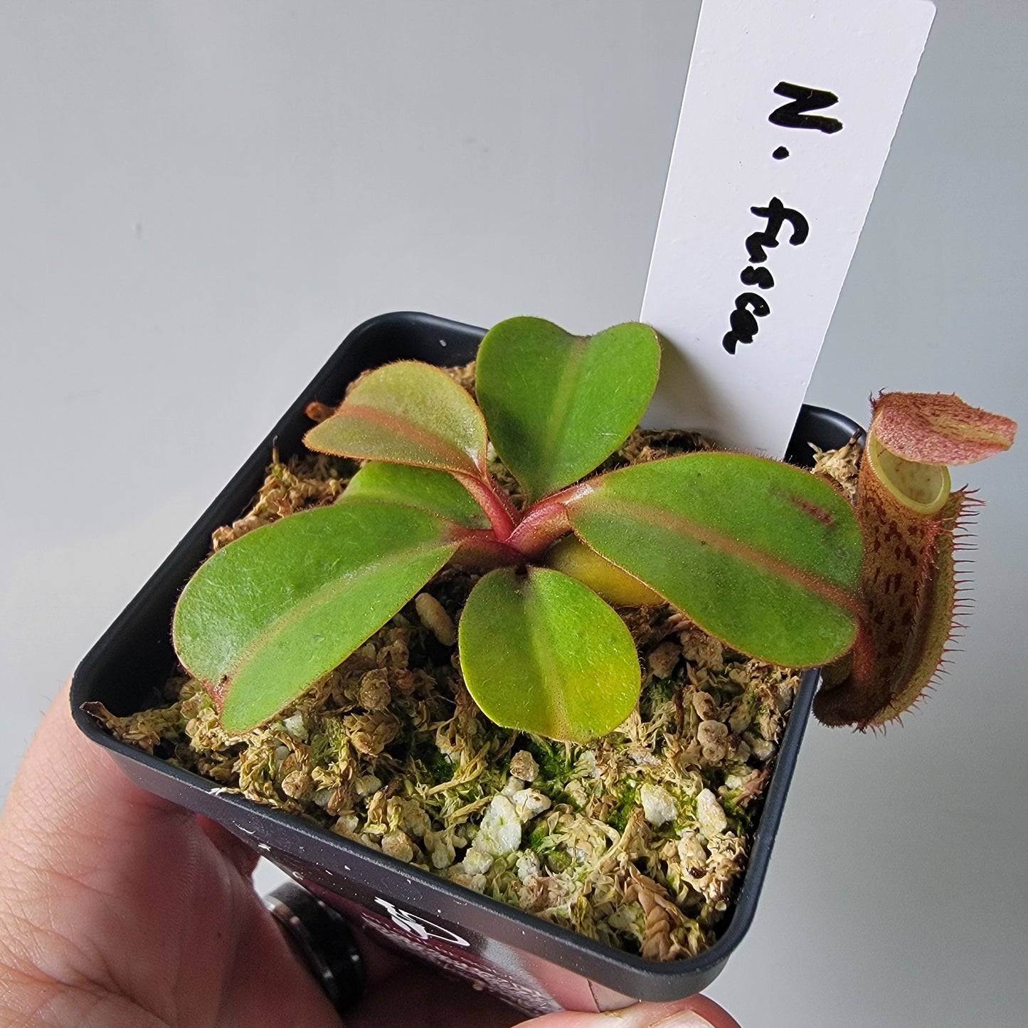 Nepenthes fusca BE