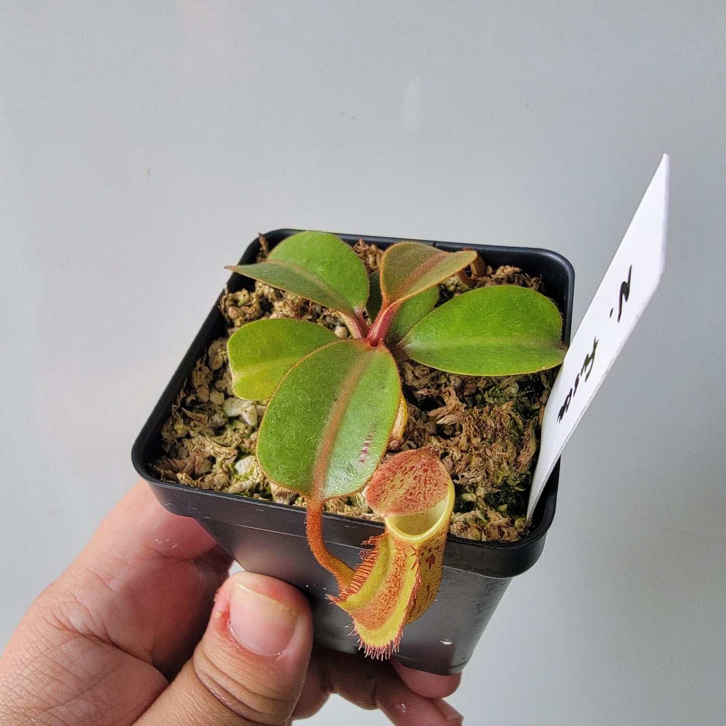 Nepenthes fusca BE