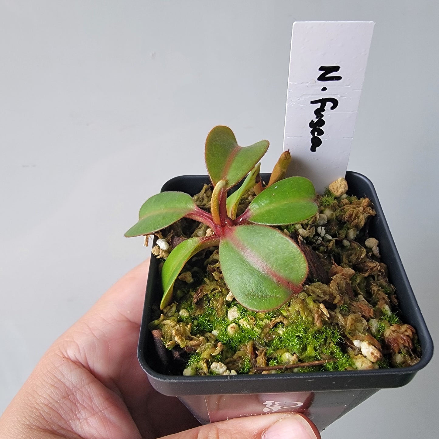 Nepenthes fusca BE