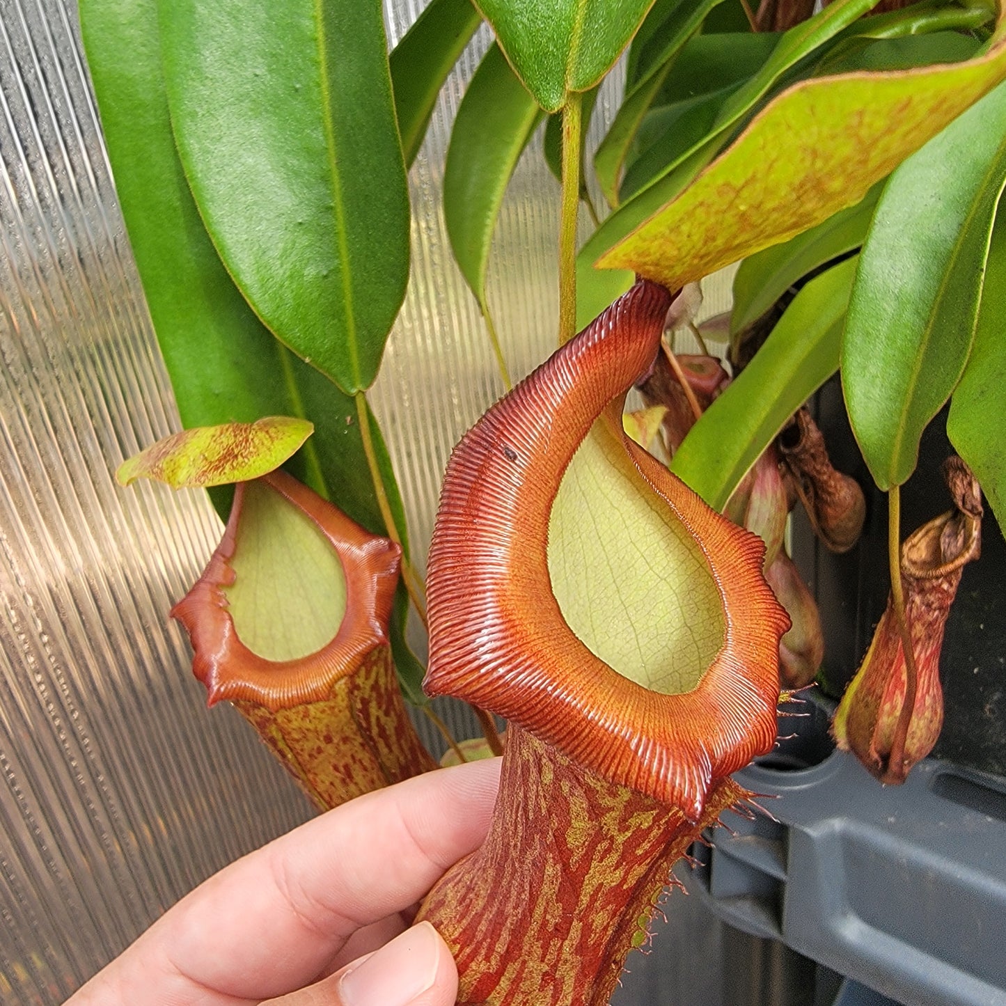 Nepenthes x Mata Hari LN