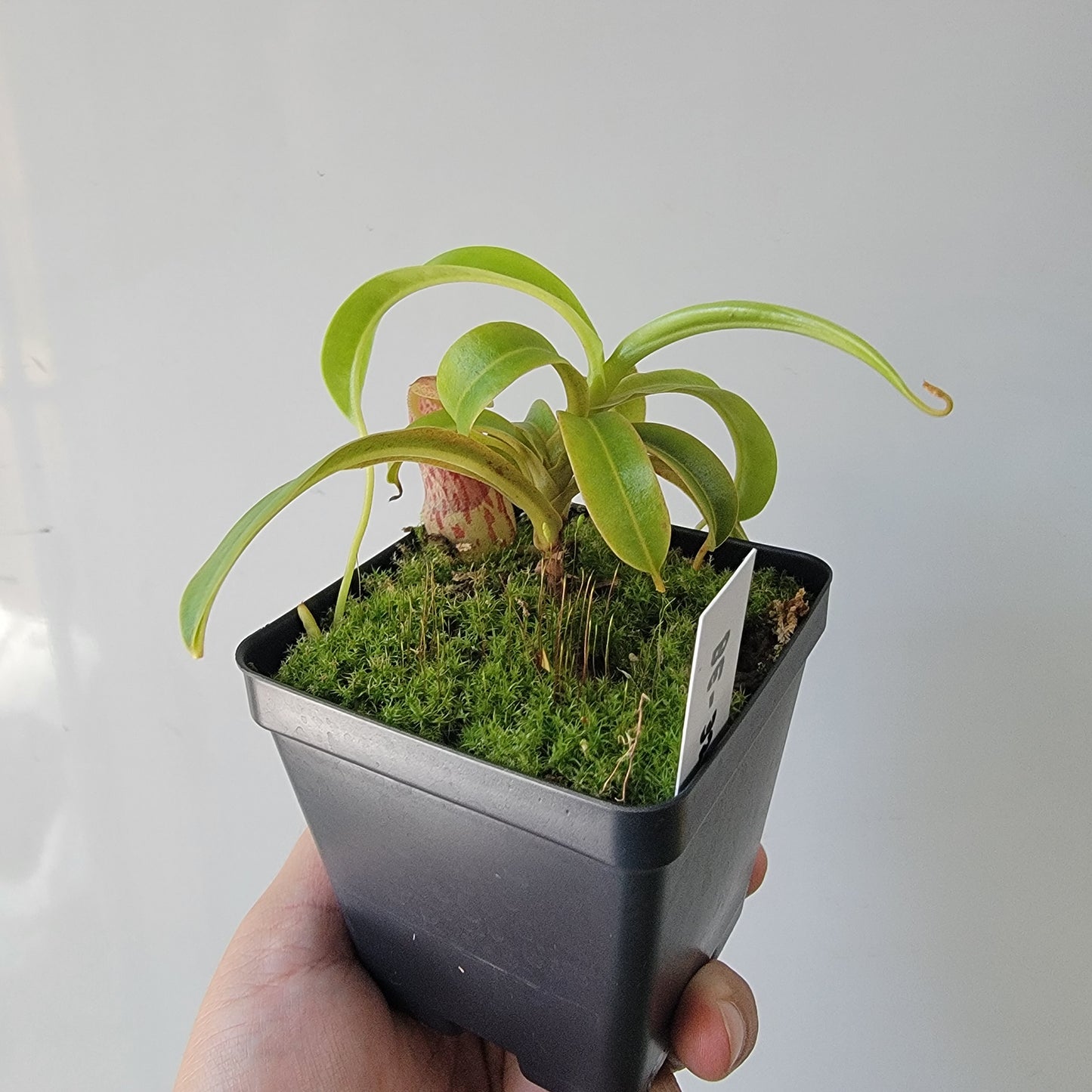 Nepenthes burkei BE *Medium*