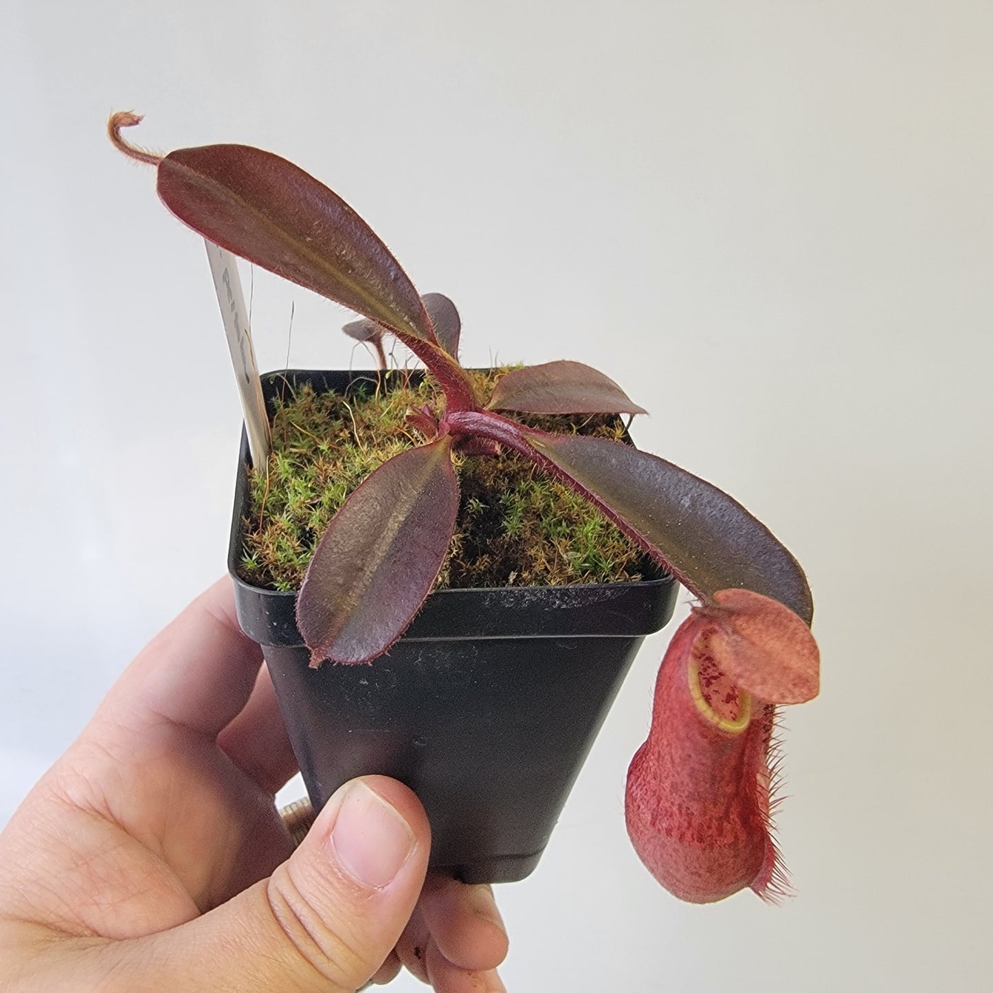 Nepenthes peltata BE *Select Clone*