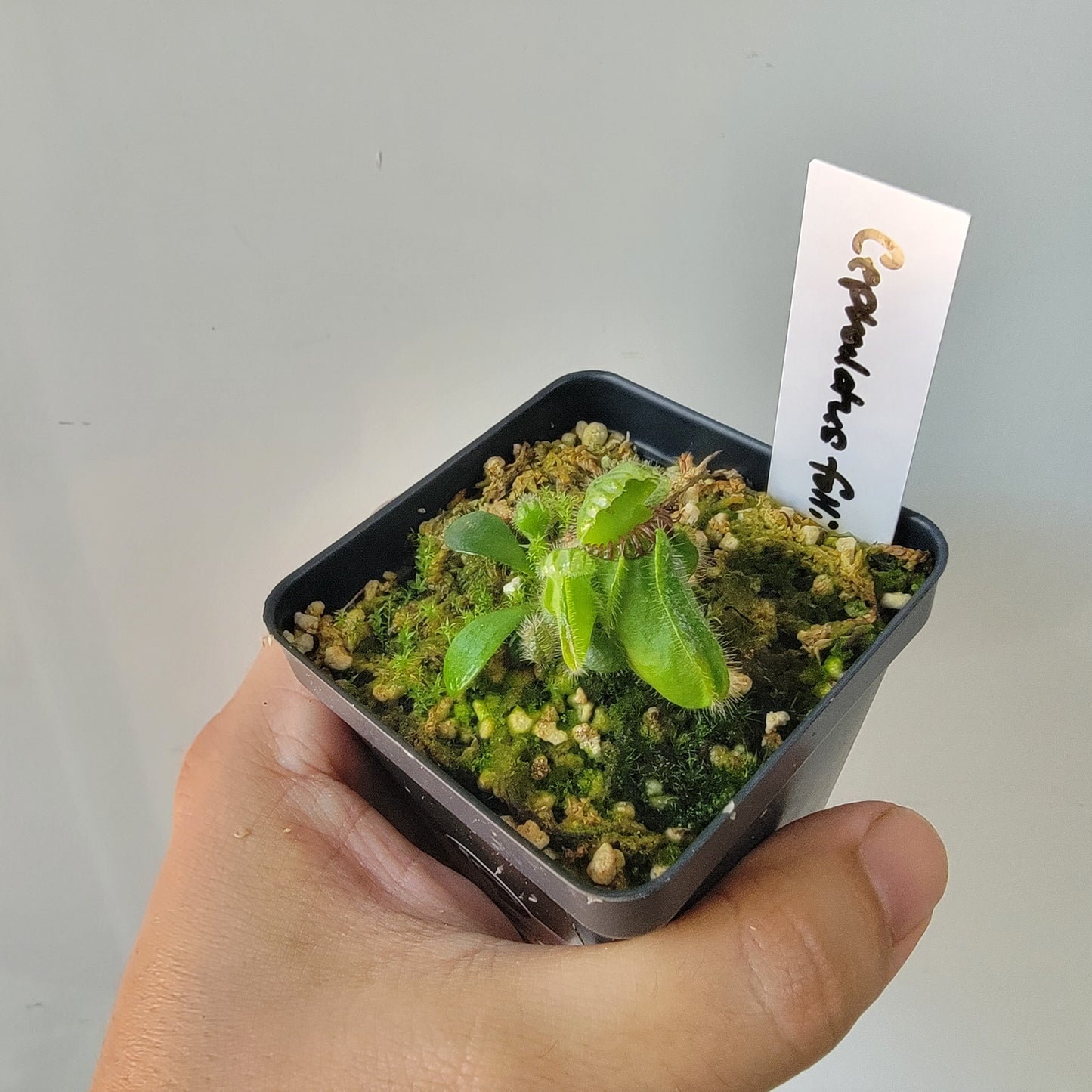 Cephalotus follicularis BE