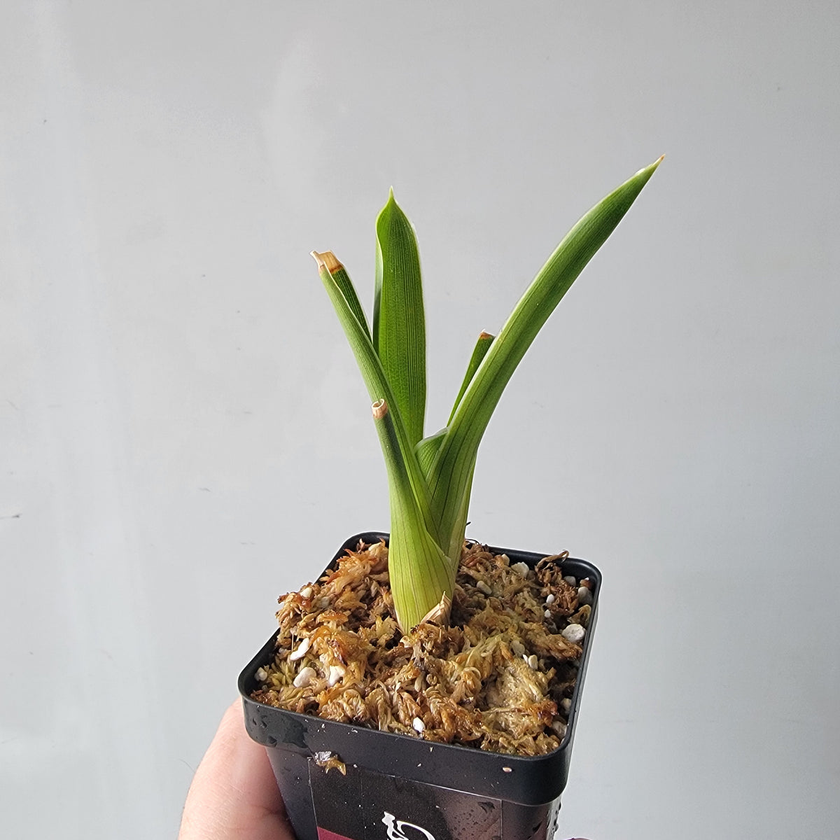 Brocchinia hechtioides BCP