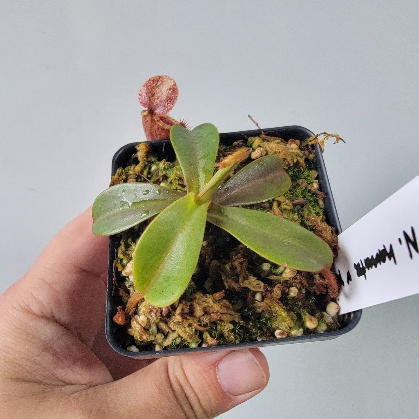 Nepenthes hamata x veitchii BE