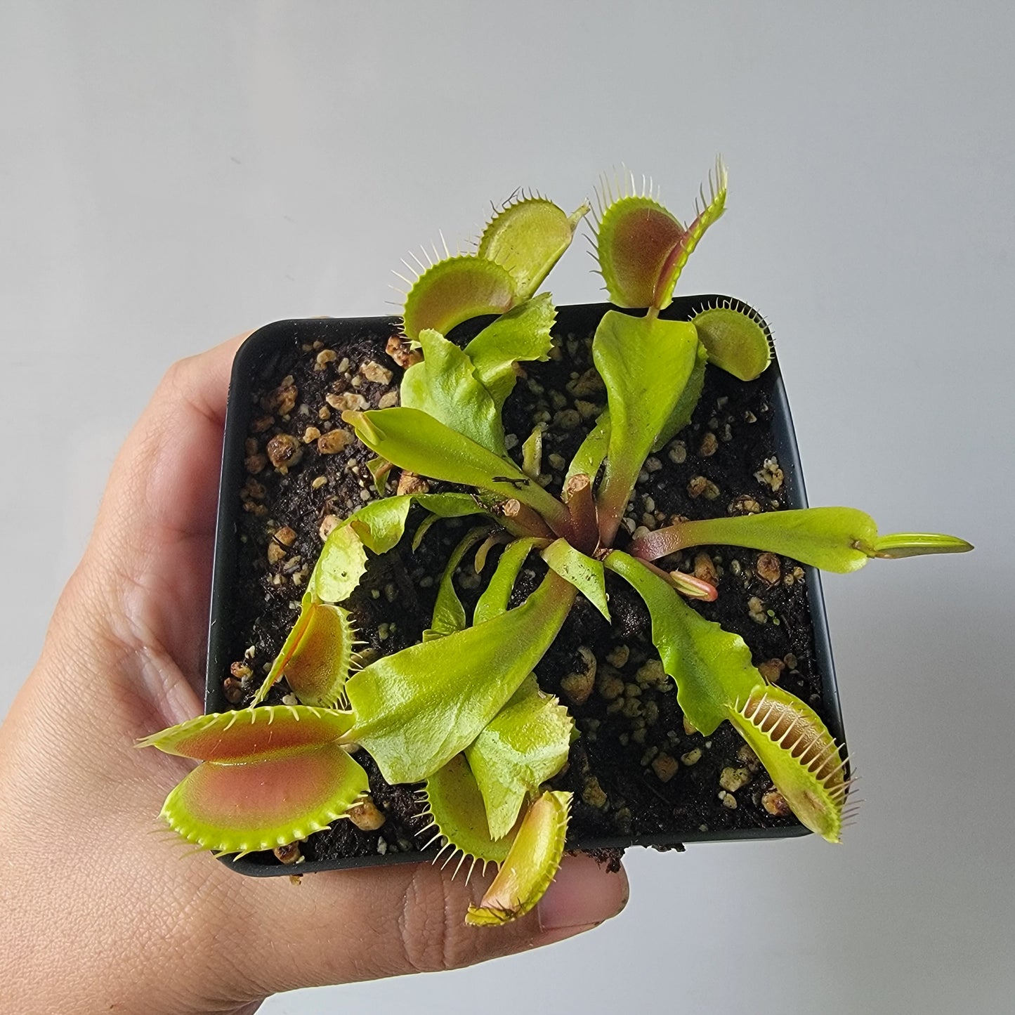 Dionaea muscipula "Typical" XL Venus Fly Trap