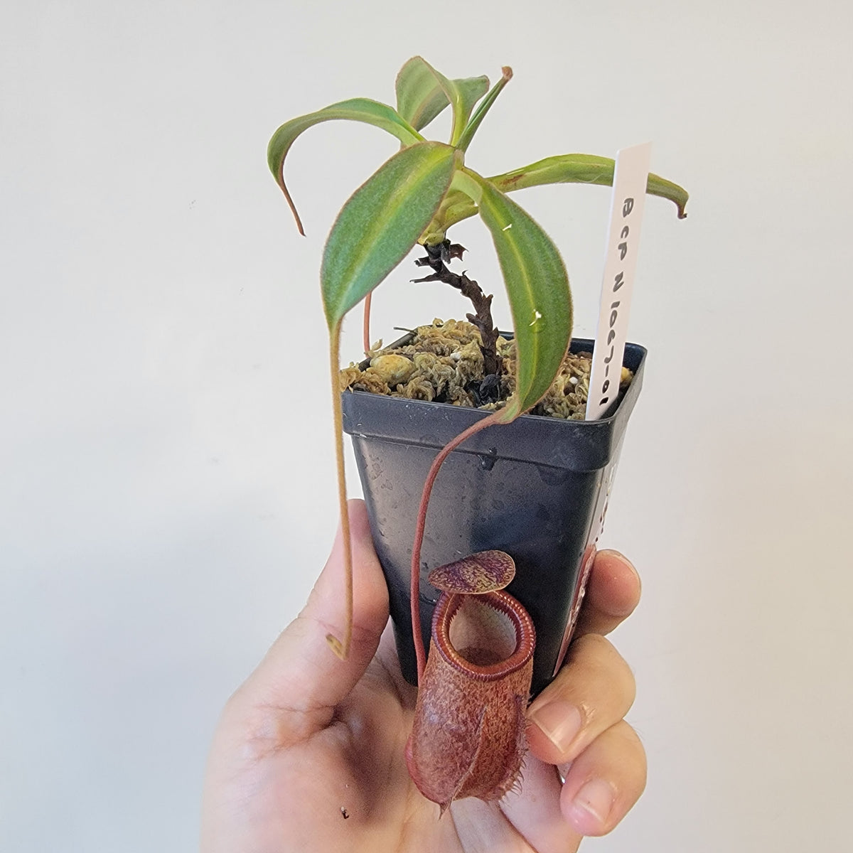 Nepenthes gantungensis BCP
