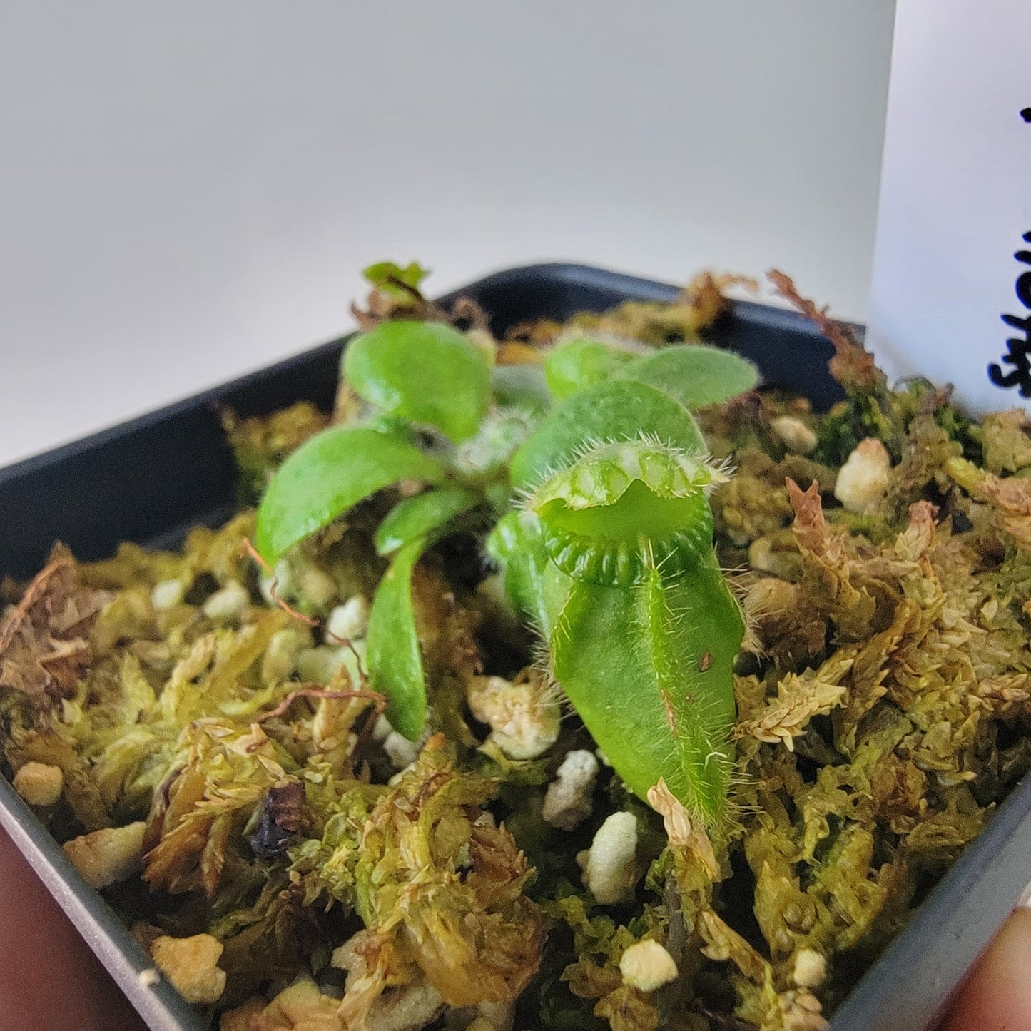 Cephalotus follicularis BE