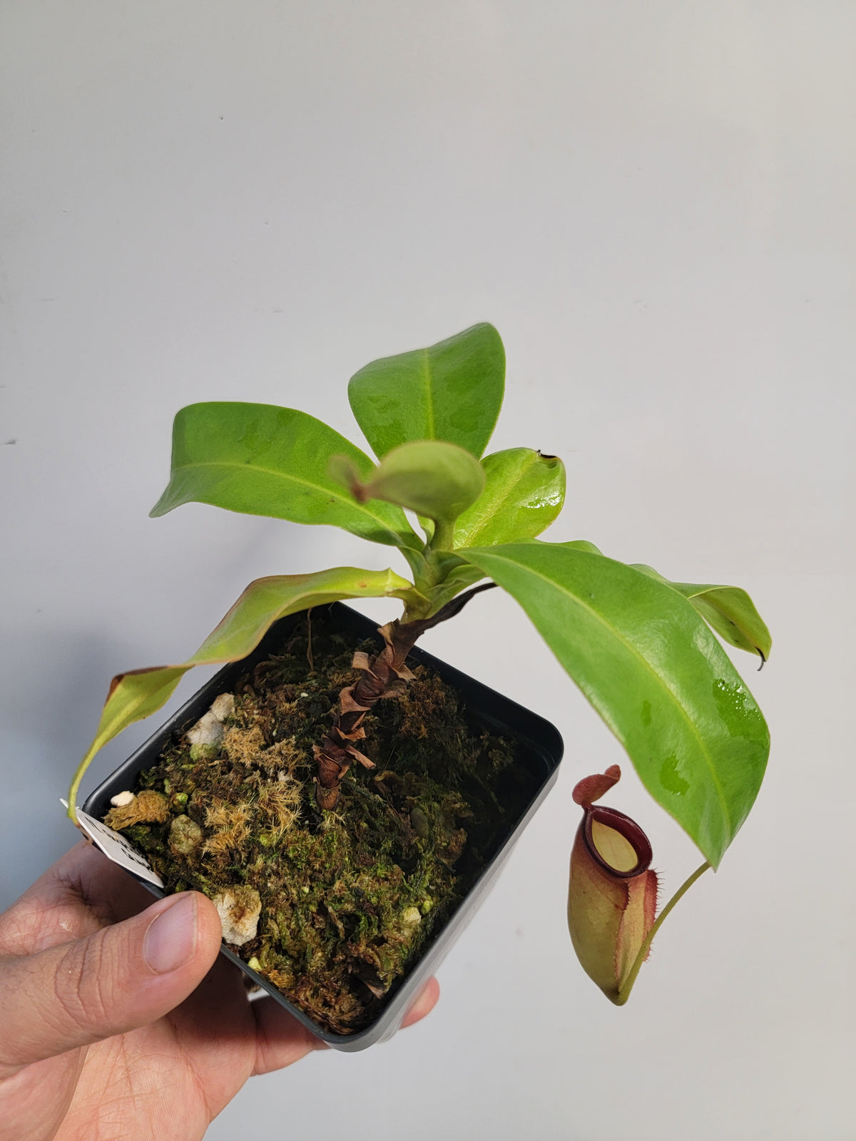 Nepenthes ampullaria x campanulata BE