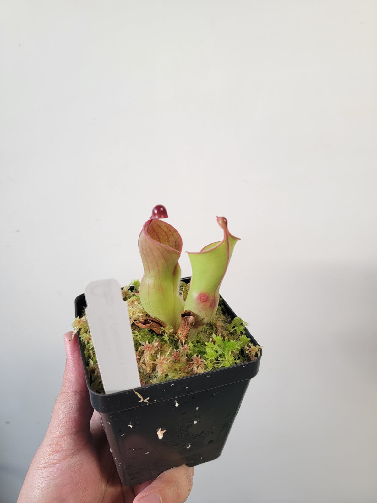 Heliamphora heterodoxa x minor *Medium*