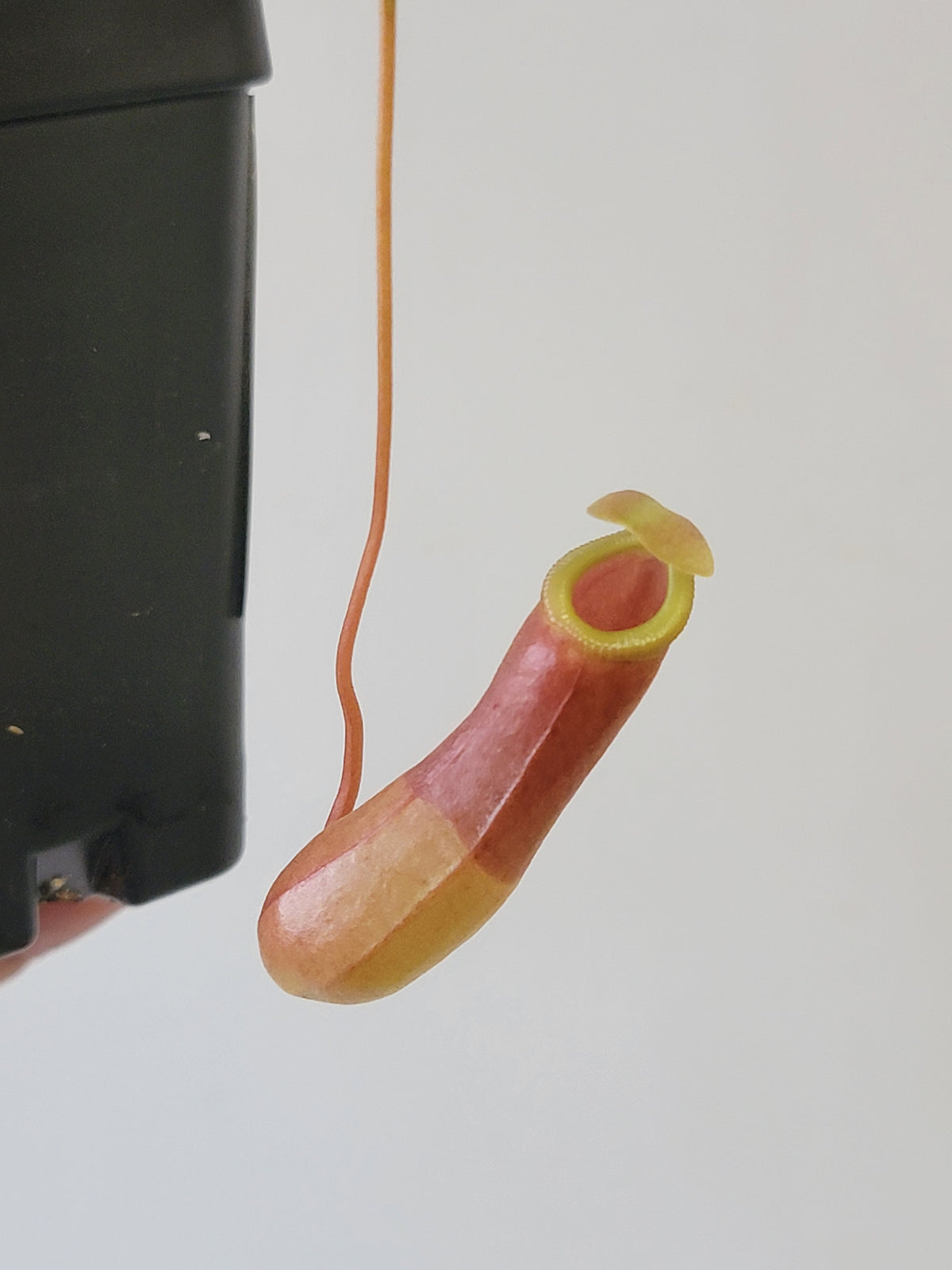 Nepenthes barcelonae BE
