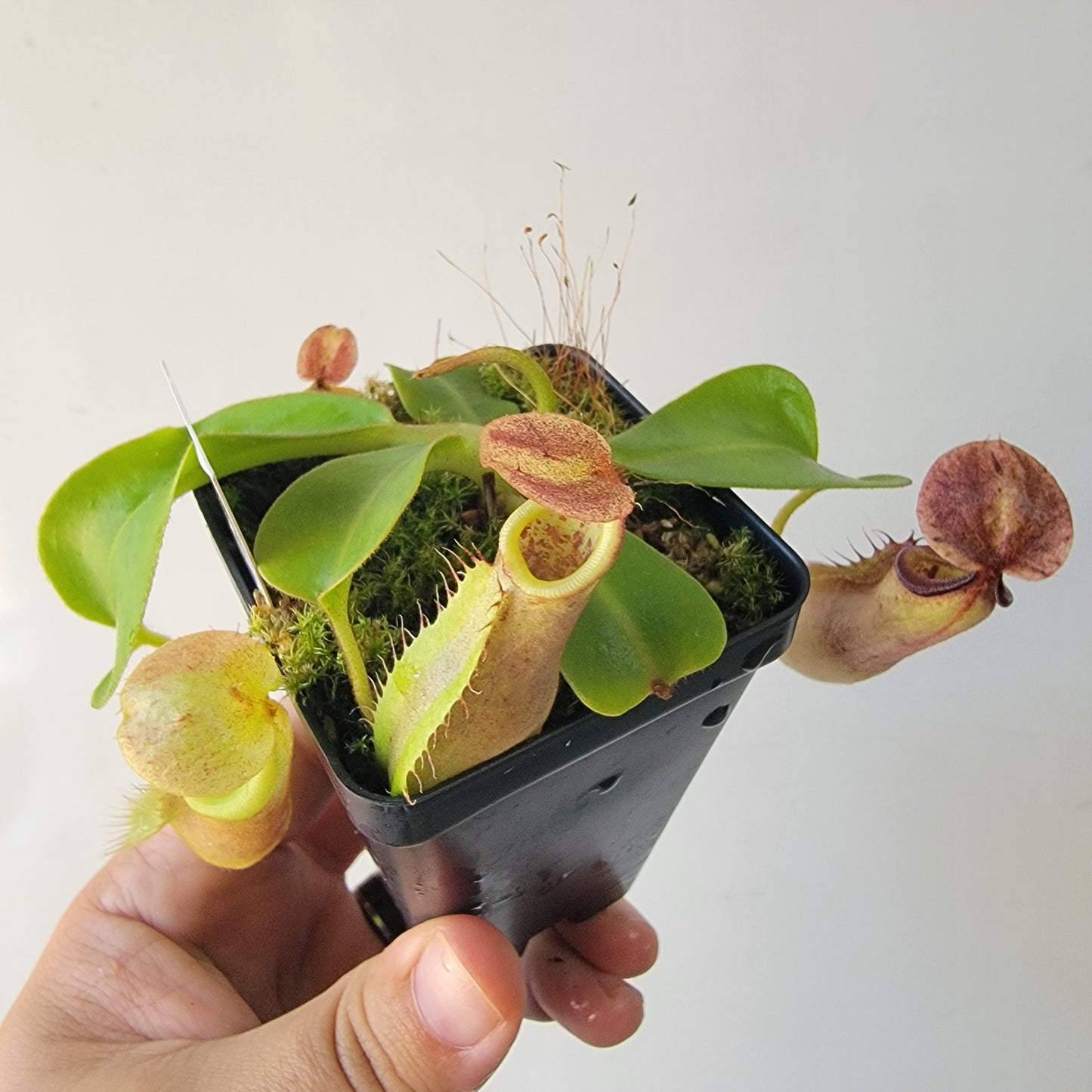 Nepenthes robcantleyi x veitchii 'Sungai Samba' BE