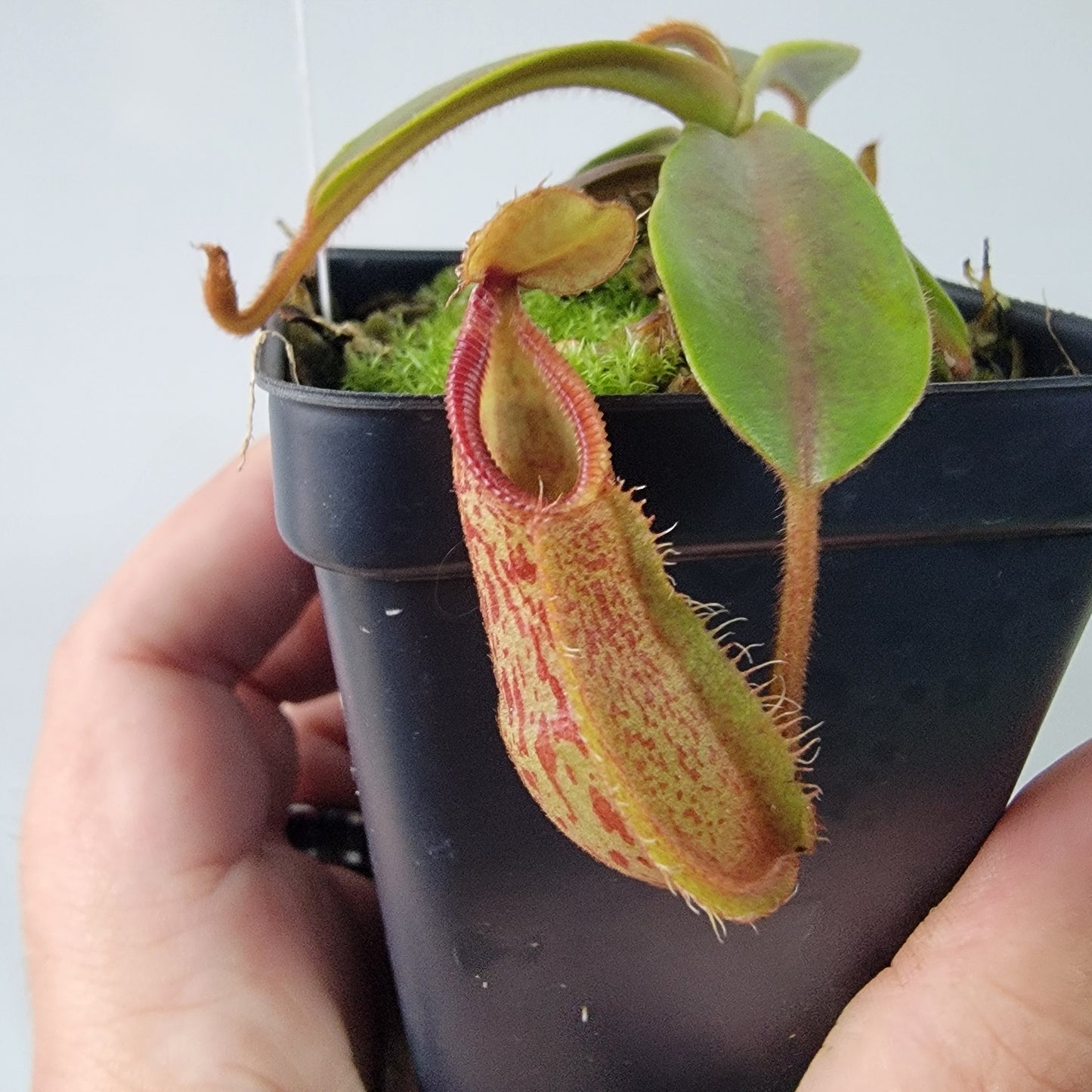 Nepenthes hamata x veitchii BE