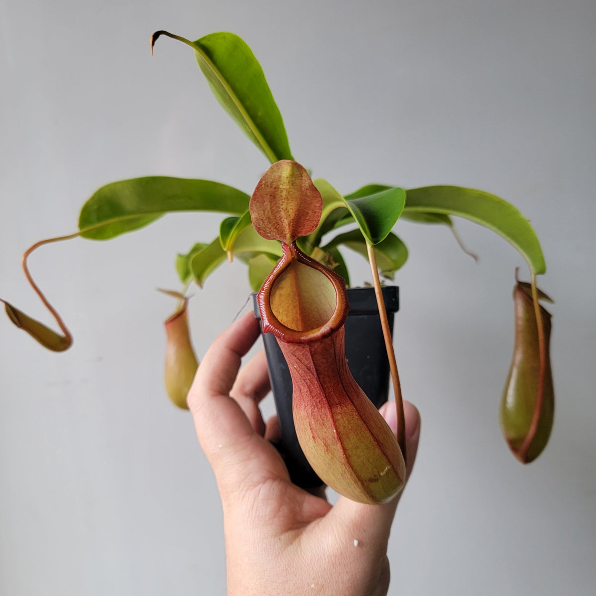 Nepenthes "Ventrata" Large 4"
