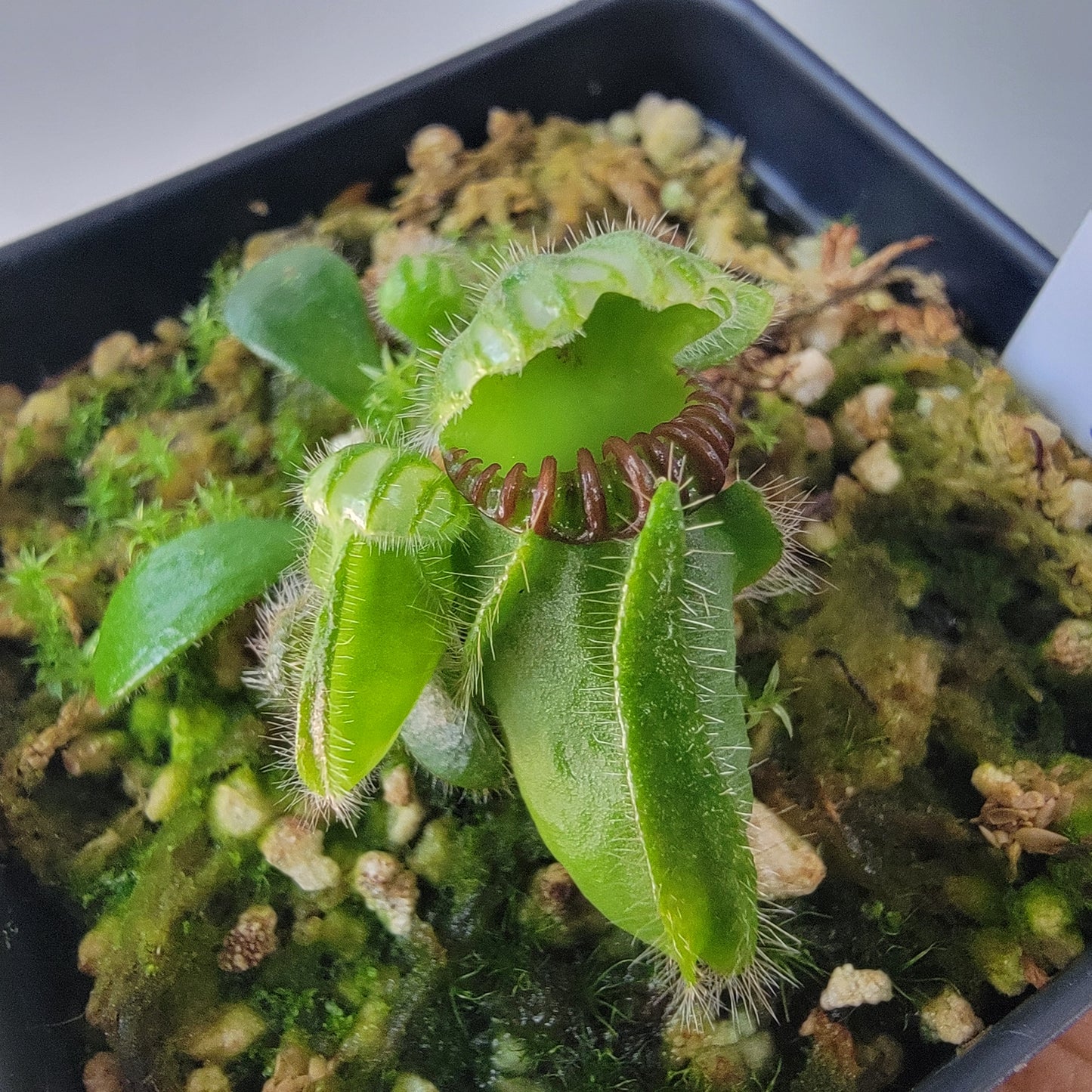 Cephalotus follicularis BE