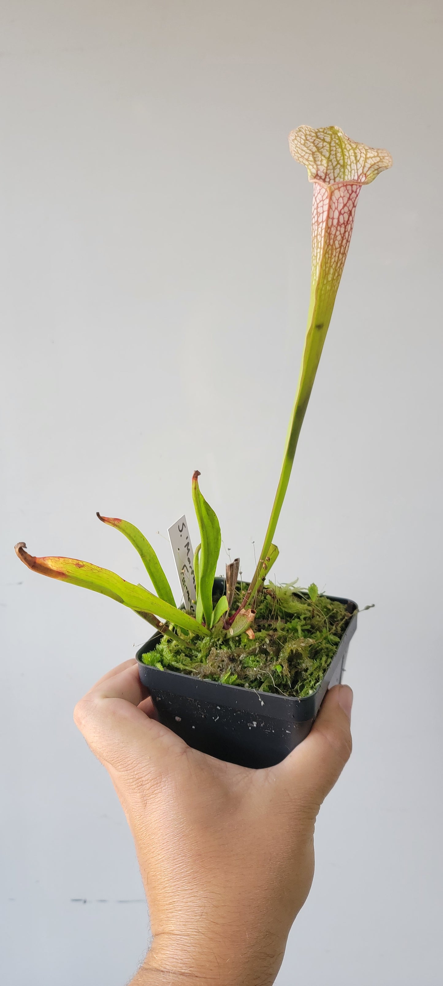 Sarracenia 'Martha's Furnace'