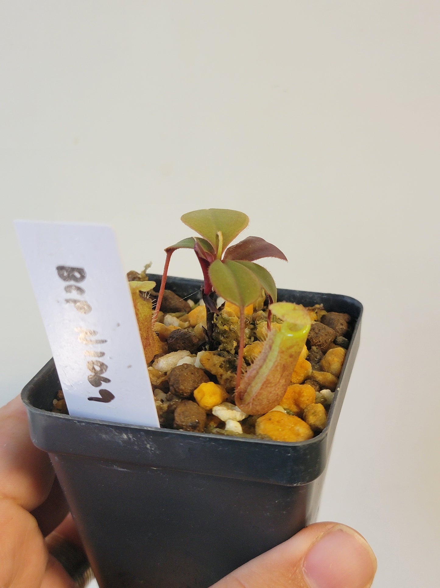 Nepenthes palawanensis BCP