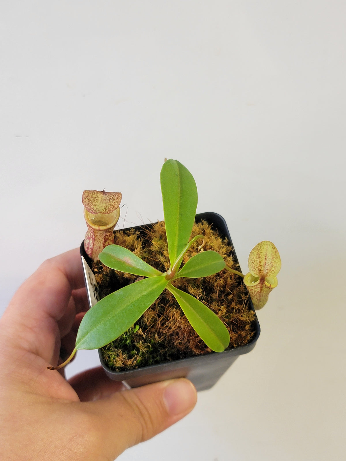 Nepenthes spectabilis x campanulata AW
