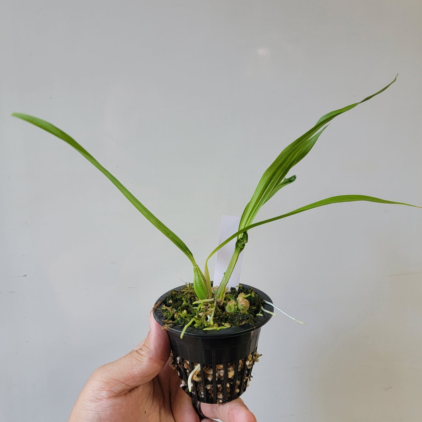 Coryanthes Macrosea x mastersiana Bucket Orchid