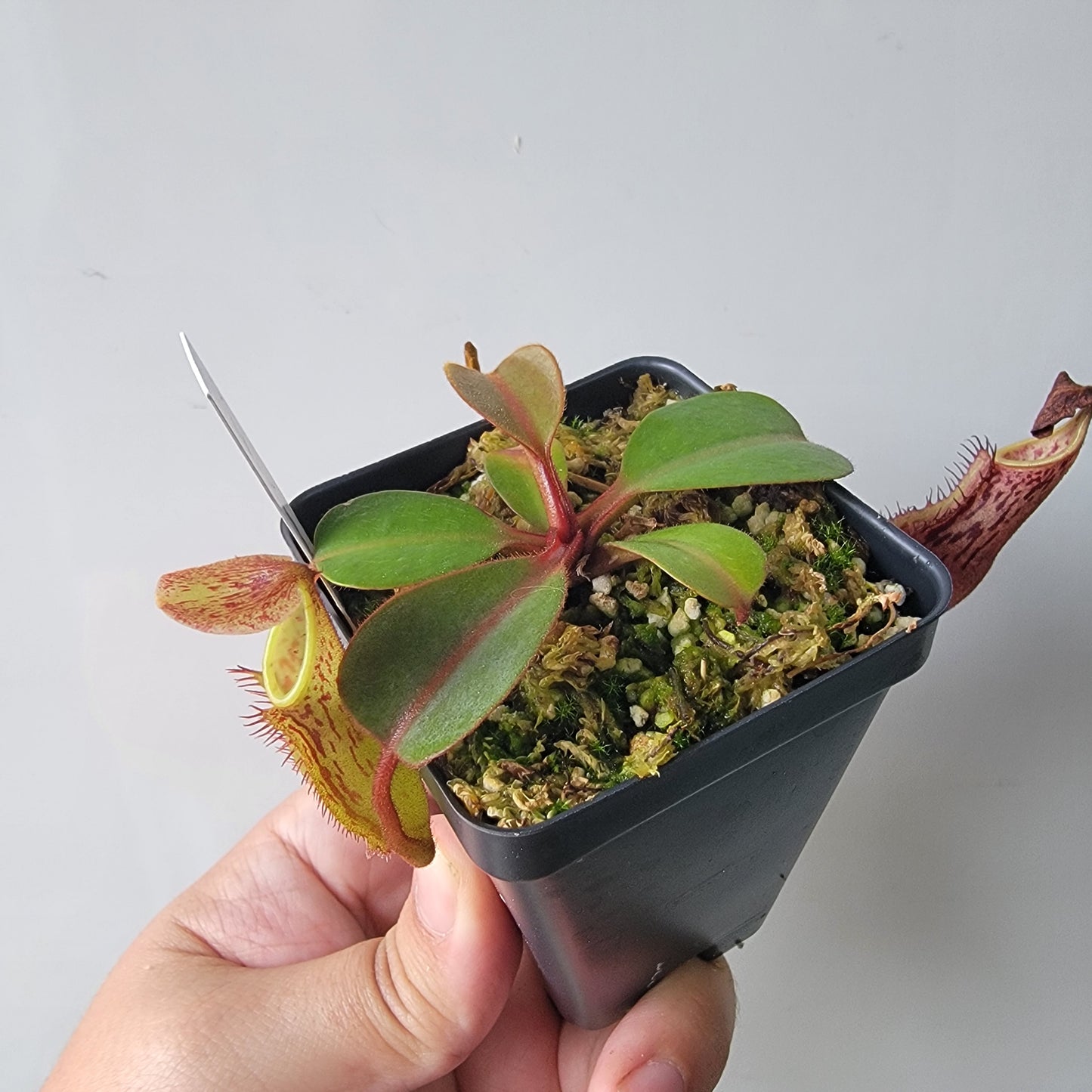 Nepenthes fusca BE