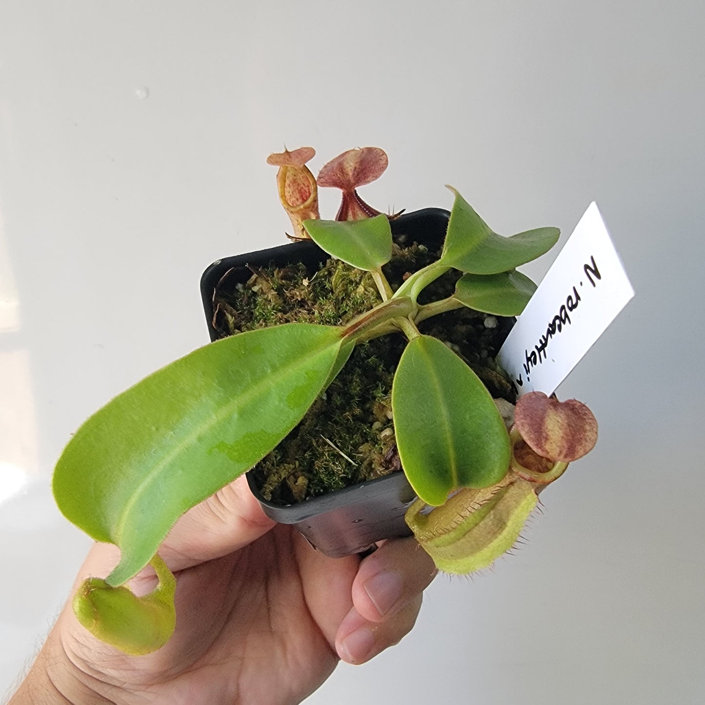 Nepenthes robcantleyi x veitchii 'Sungai Samba' BE