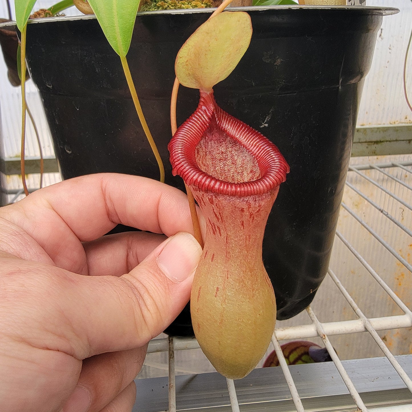 Nepenthes ventricosa 'HI clone'