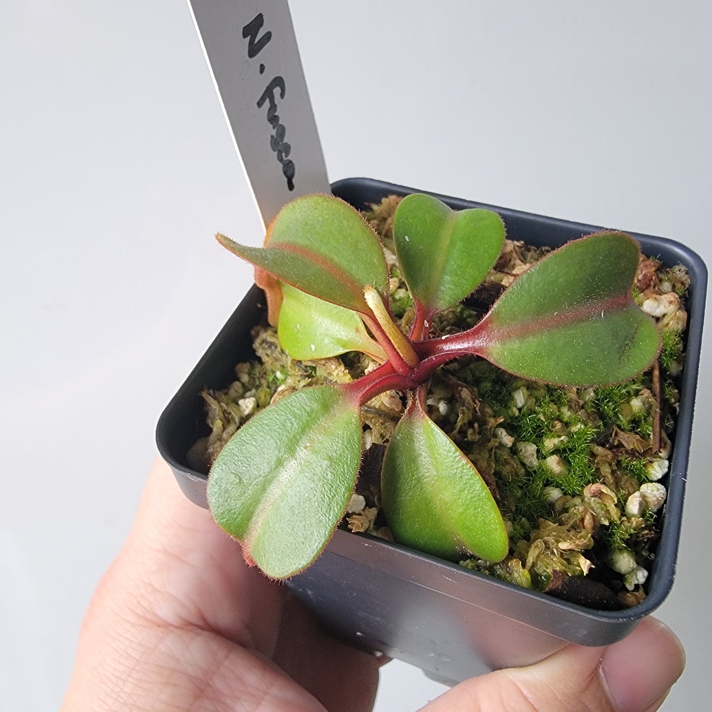 Nepenthes fusca BE