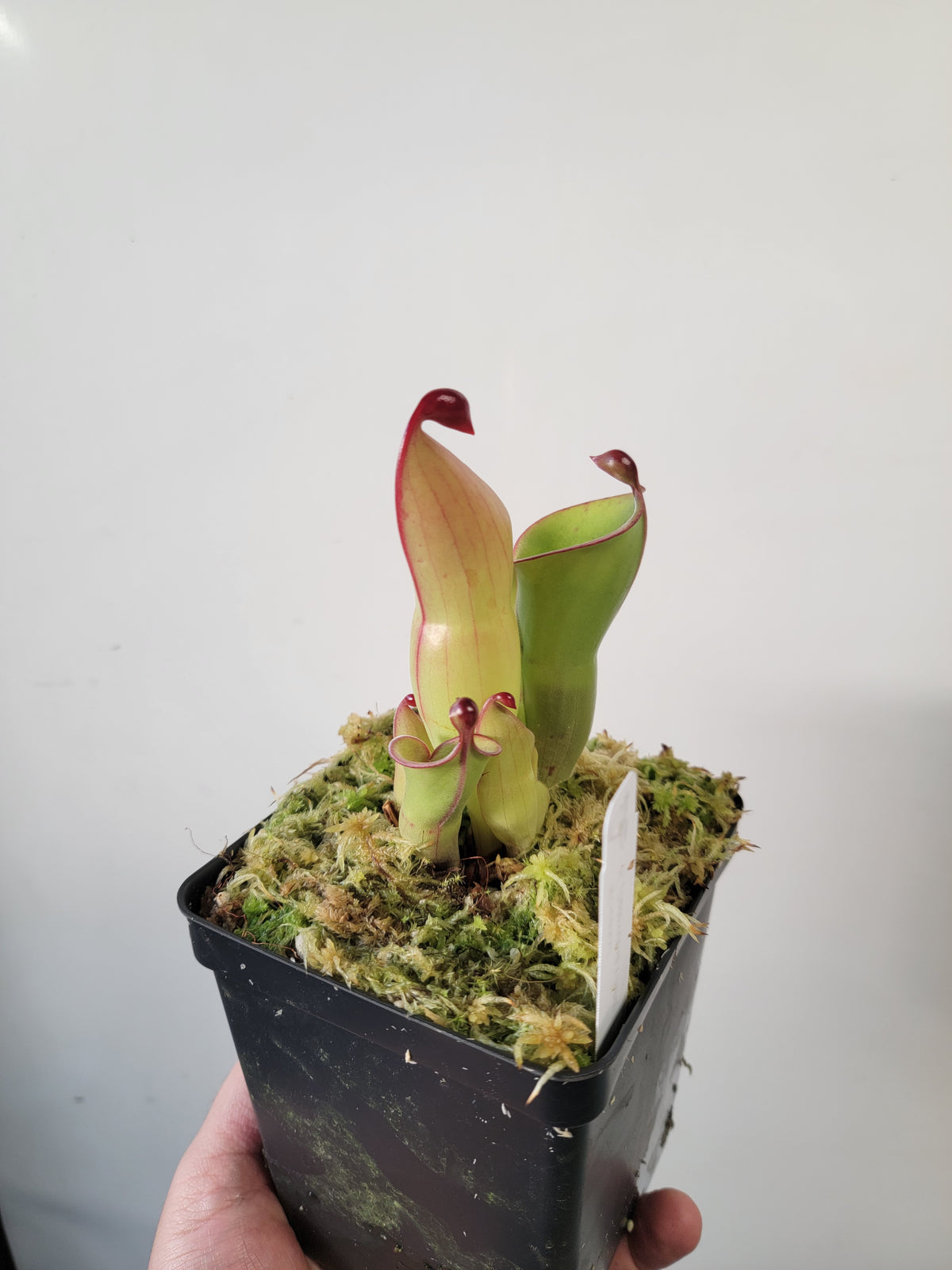 Heliamphora heterodoxa x minor *Large*