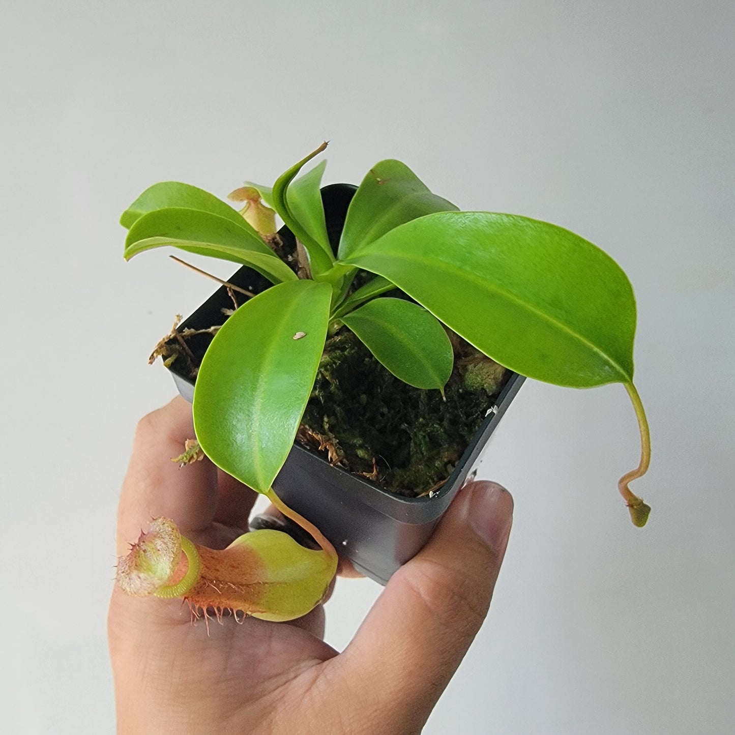 Nepenthes "Ventrata"