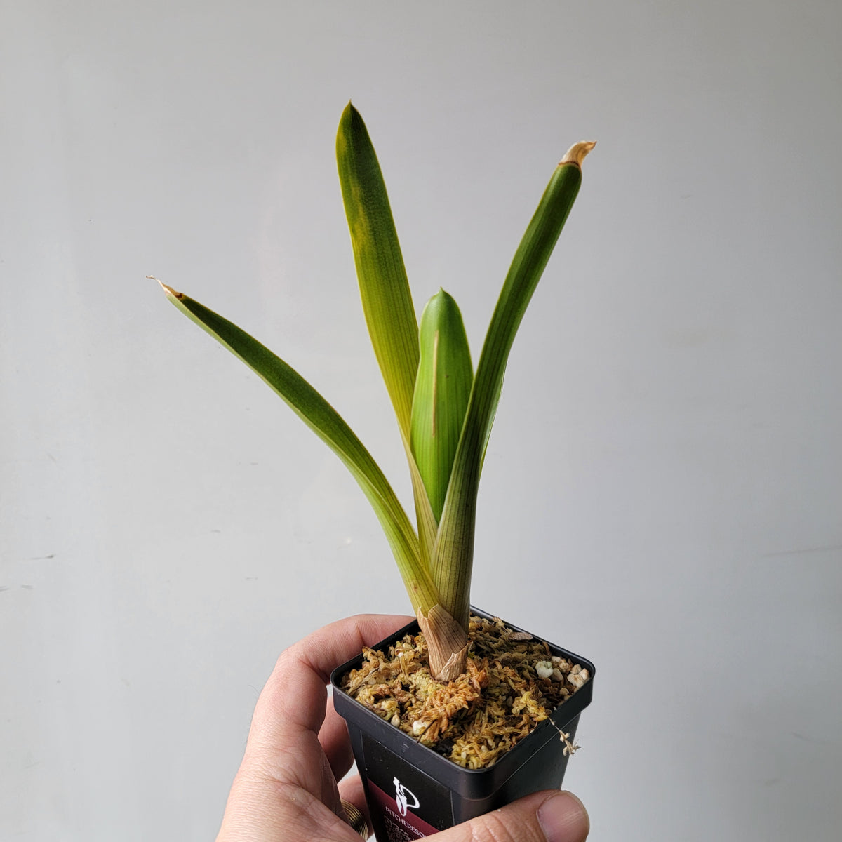 Brocchinia reducta BCP