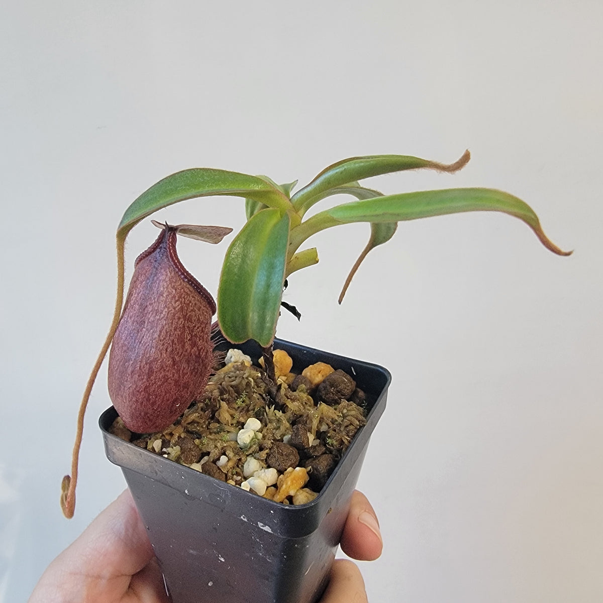 Nepenthes gantungensis BCP