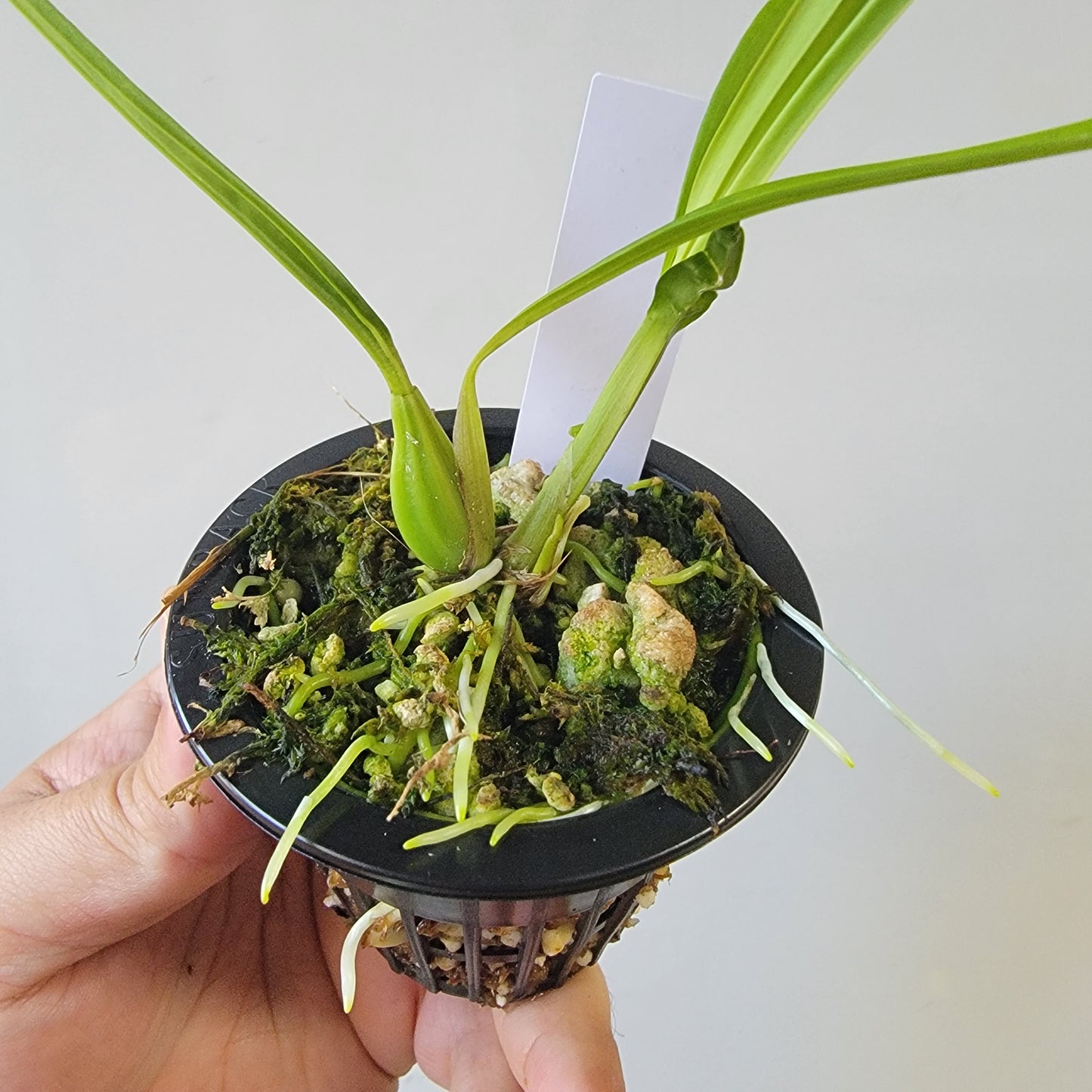 Coryanthes Macrosea x mastersiana Bucket Orchid
