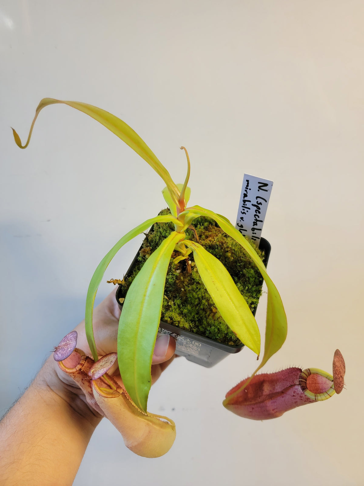 Nepenthes spectabilis x mirabilis var. globosa BE