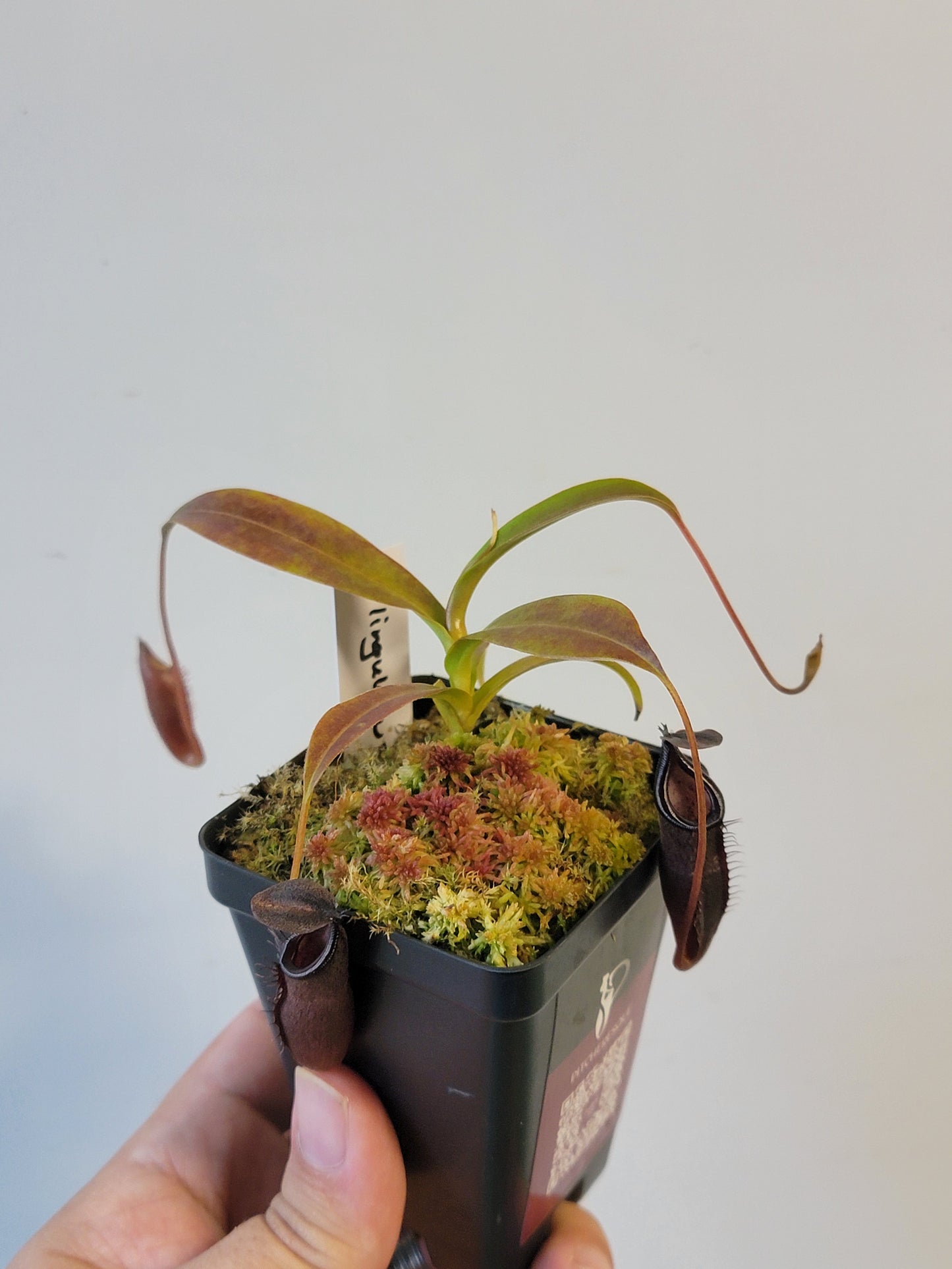Nepenthes lingulata x jamban BE