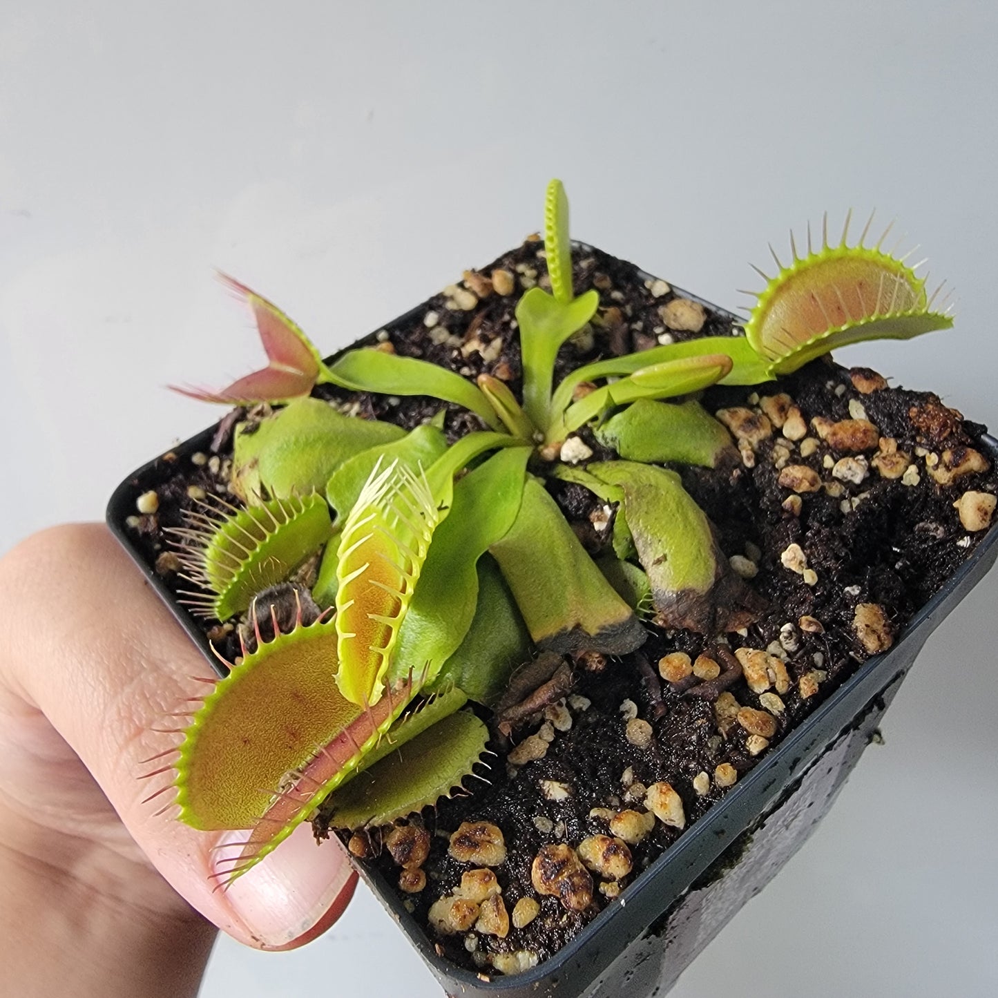 Dionaea muscipula "Typical" XL Venus Fly Trap