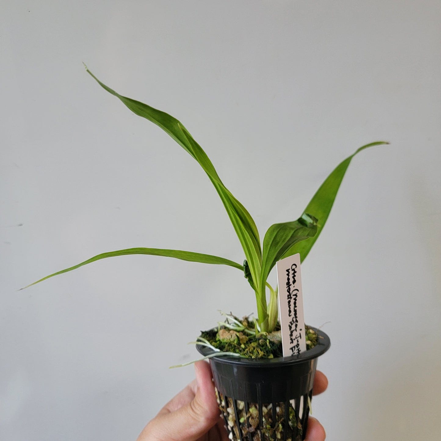 Coryanthes Macrosea x mastersiana Bucket Orchid