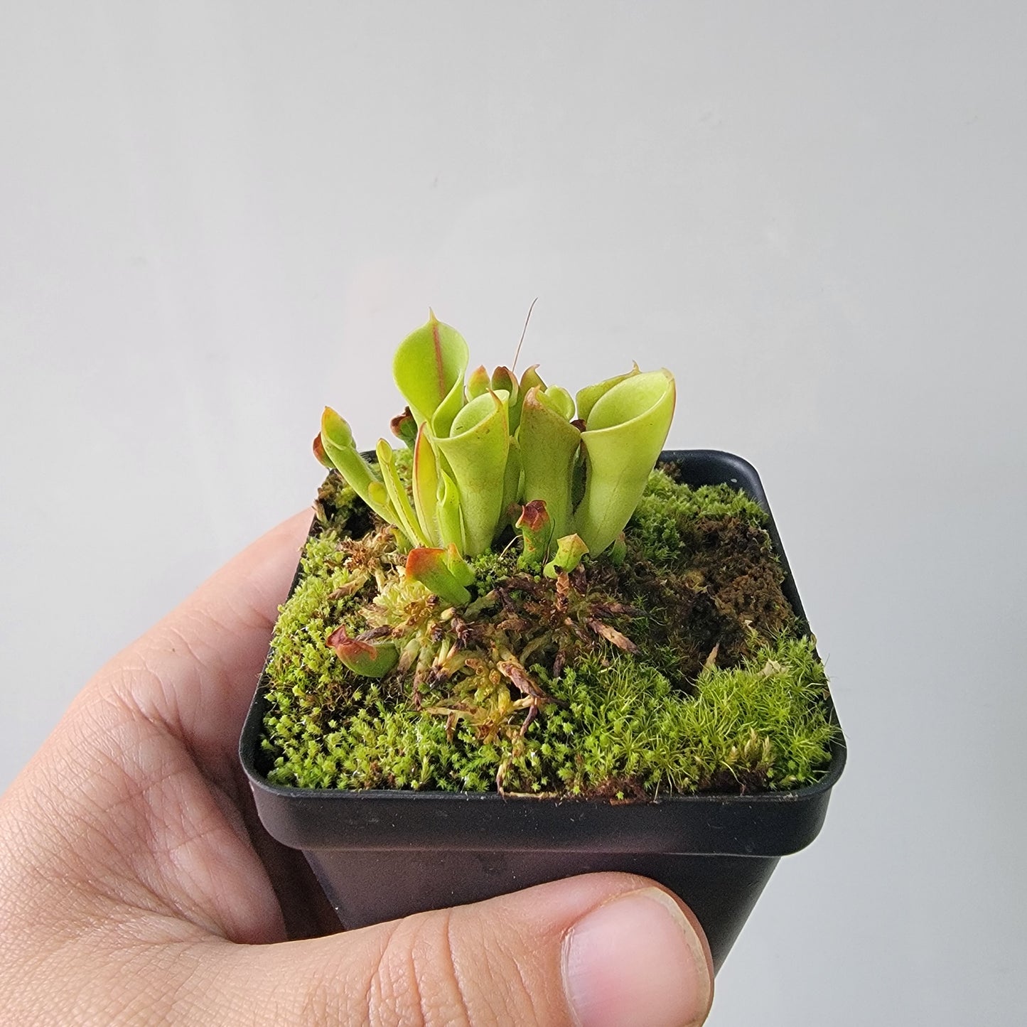 Heliamphora minor