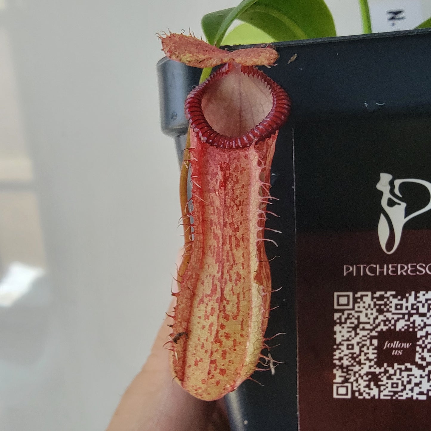 Nepenthes ventricosa x hamata BE