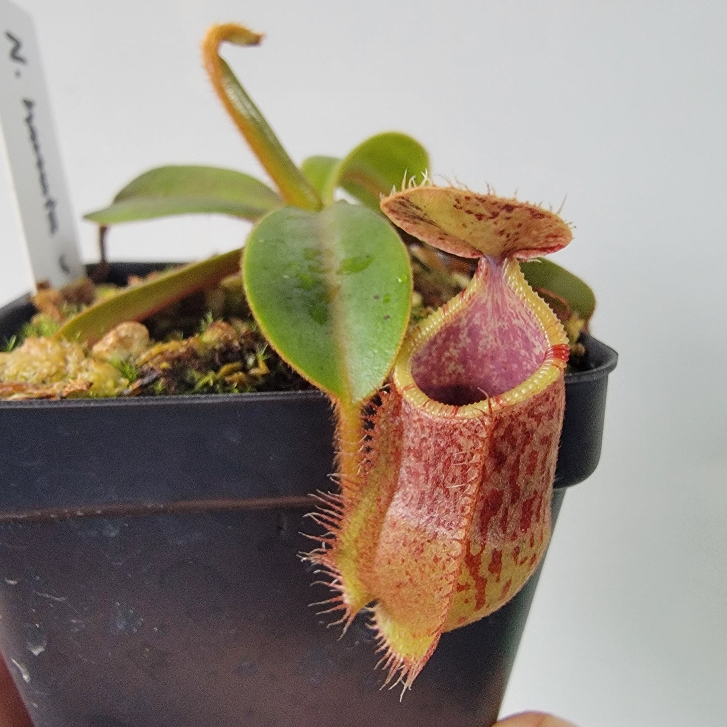 Nepenthes hamata x veitchii BE