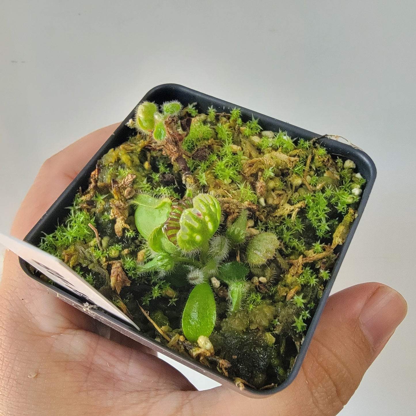 Cephalotus follicularis BE
