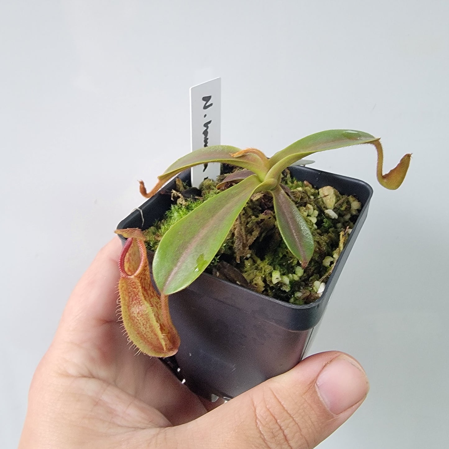 Nepenthes hamata x veitchii BE