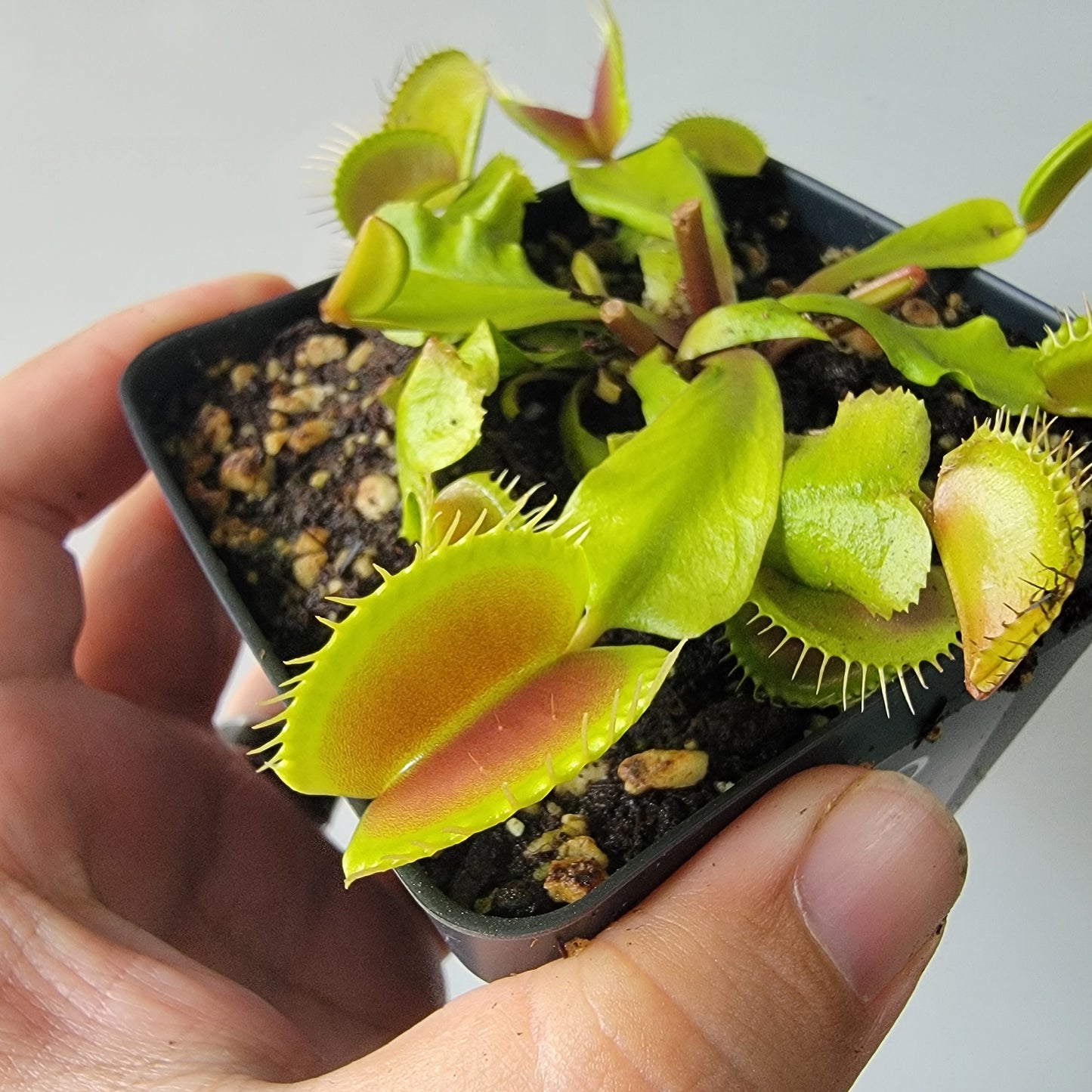 Dionaea muscipula "Typical" XL Venus Fly Trap