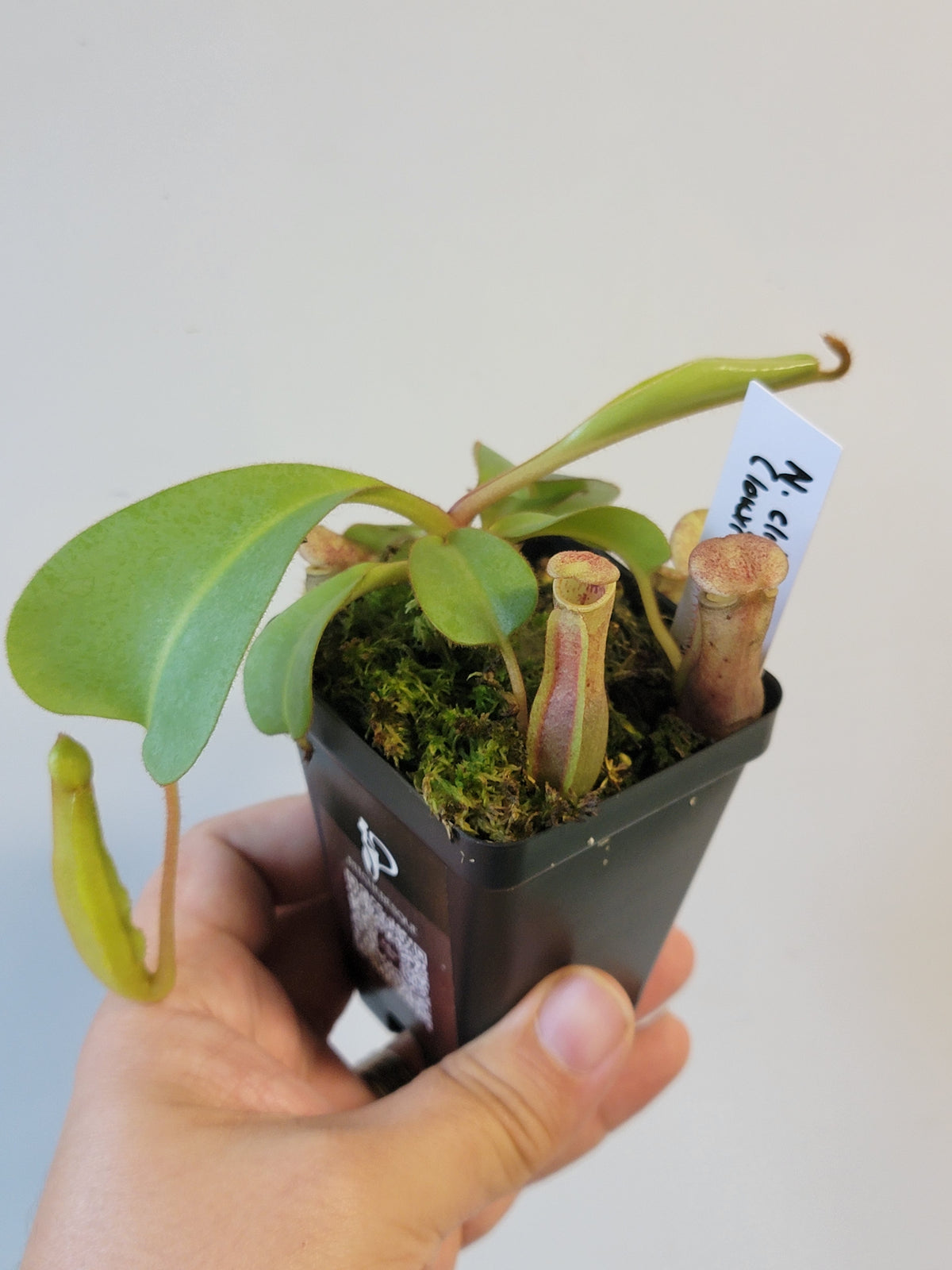 Nepenthes clipeata x lowii x veitchii BE