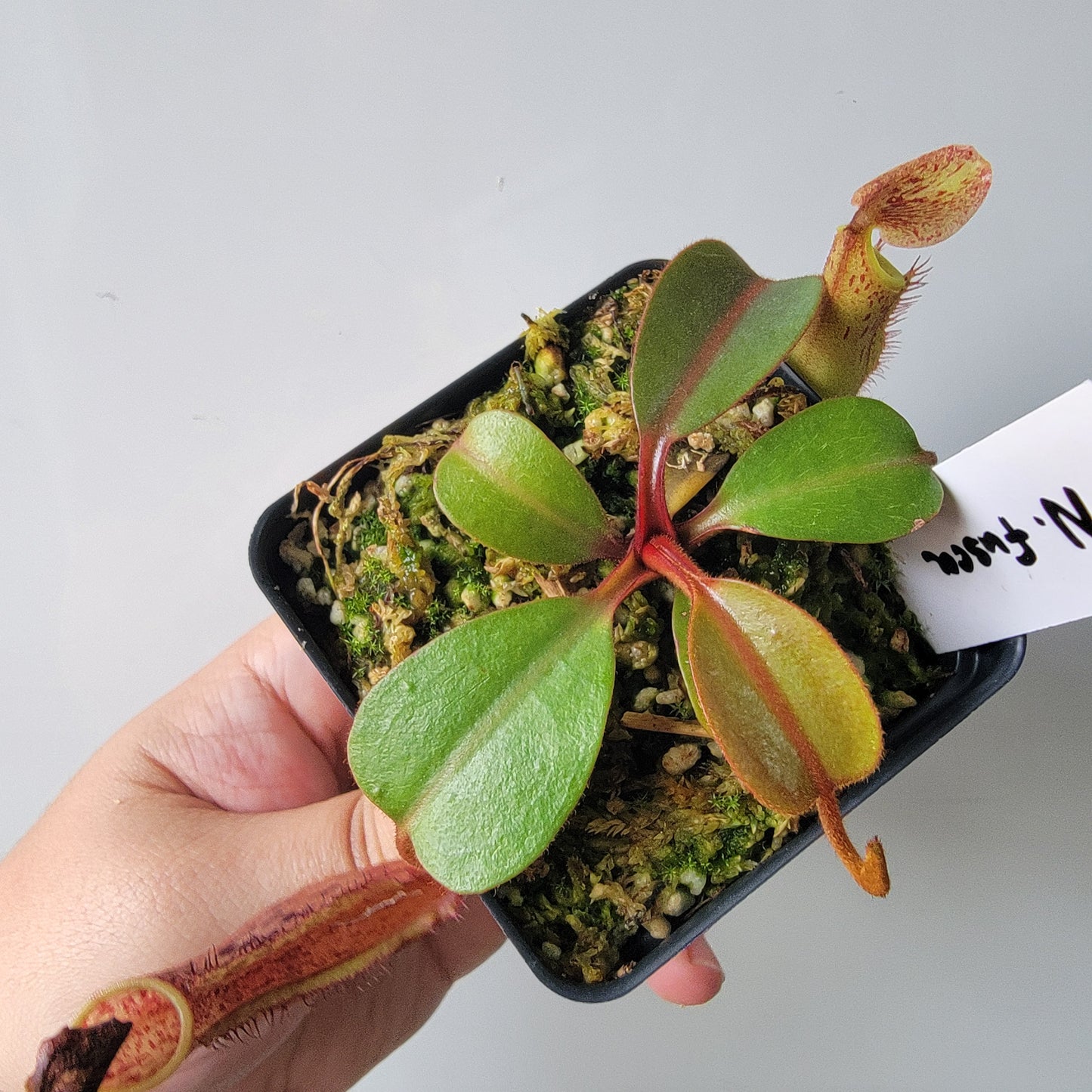 Nepenthes fusca BE