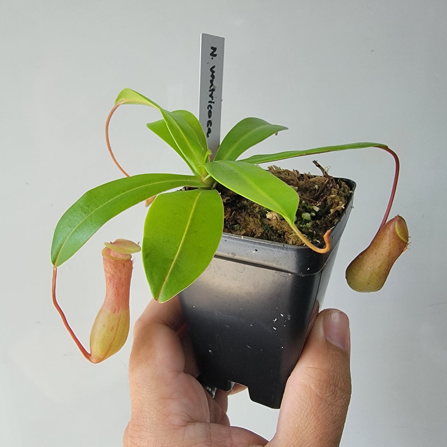 Nepenthes ventricosa BE
