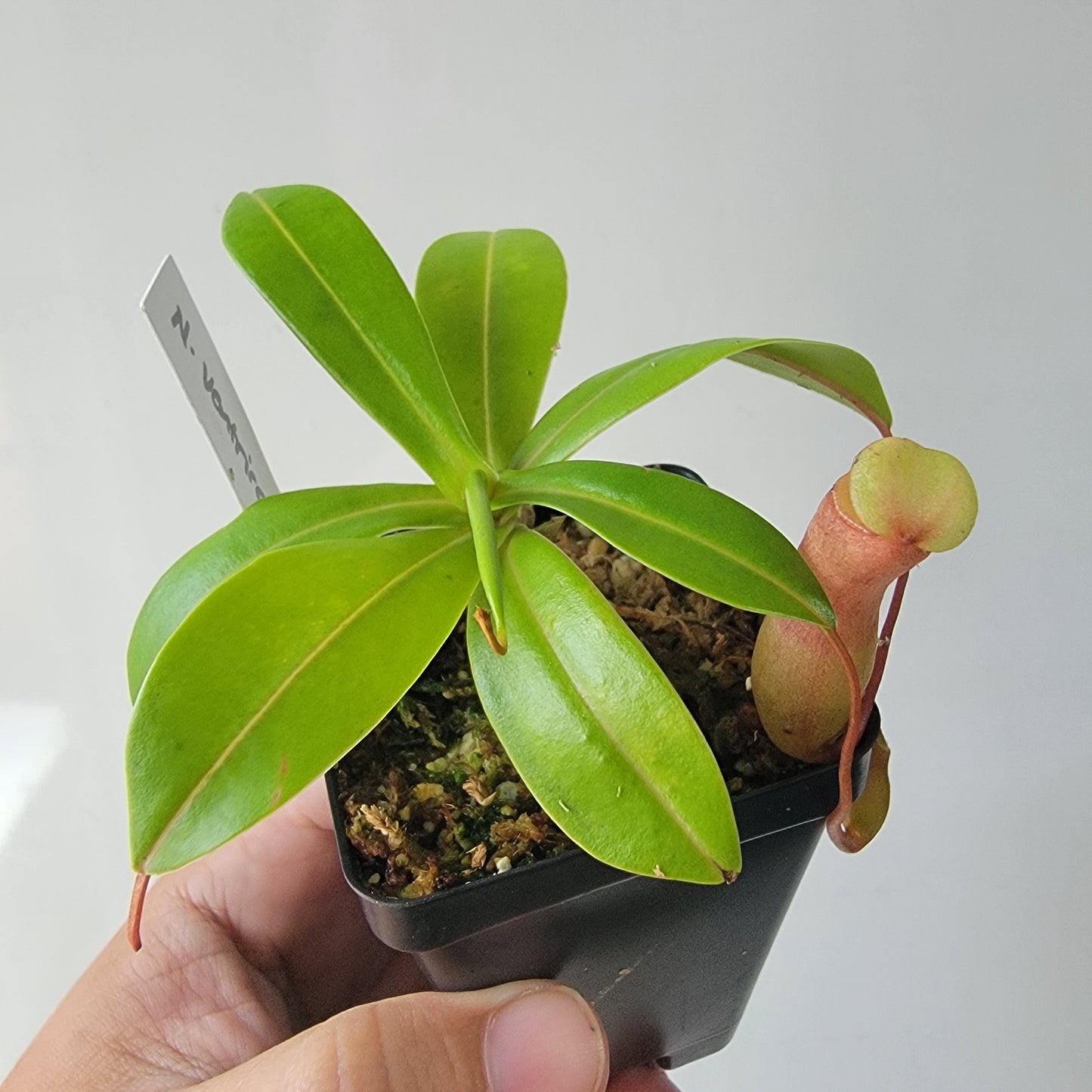 Nepenthes ventricosa BE