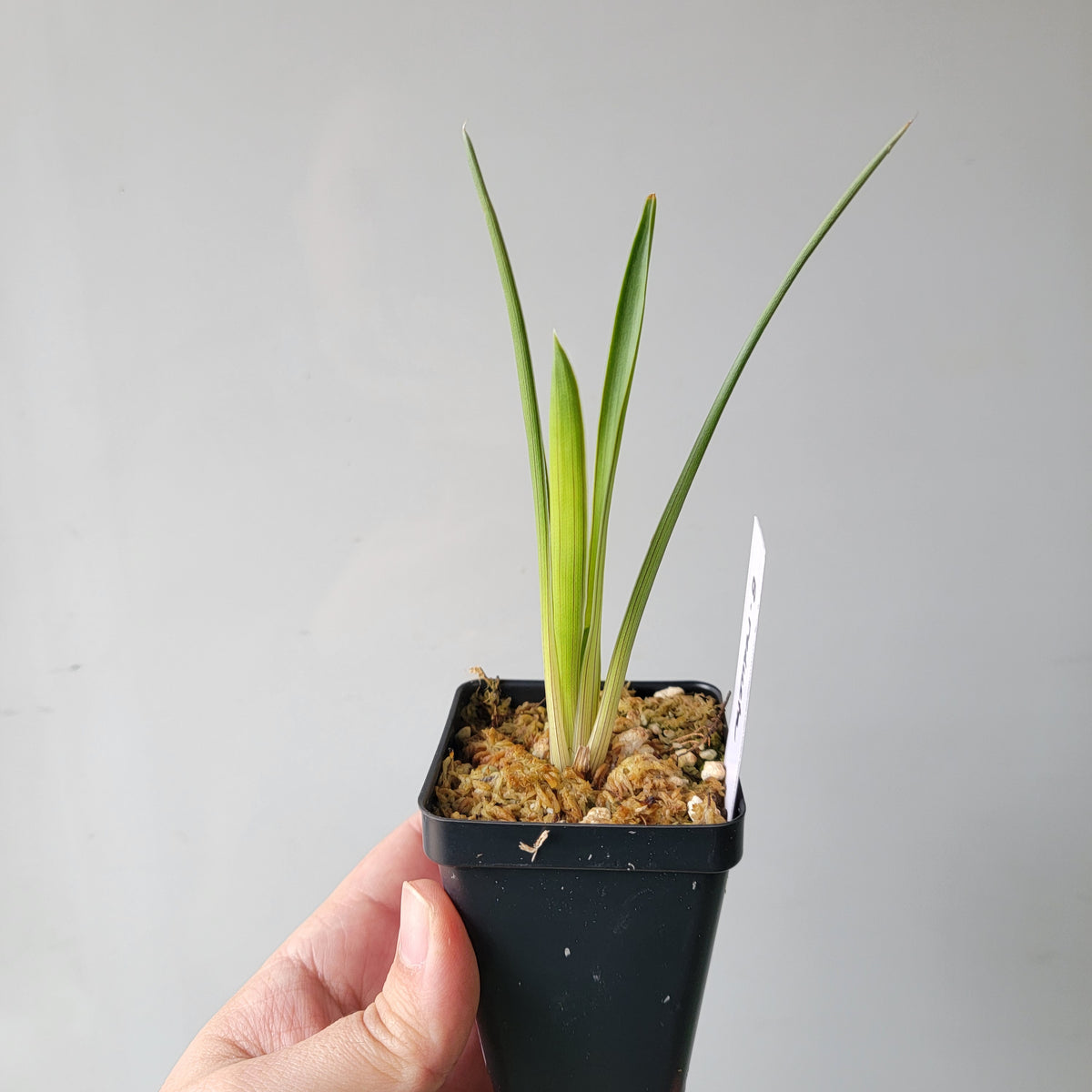 Brocchinia reducta BCP