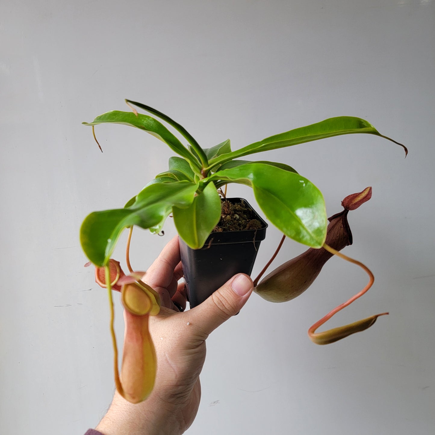 Nepenthes "Ventrata" Large 4"