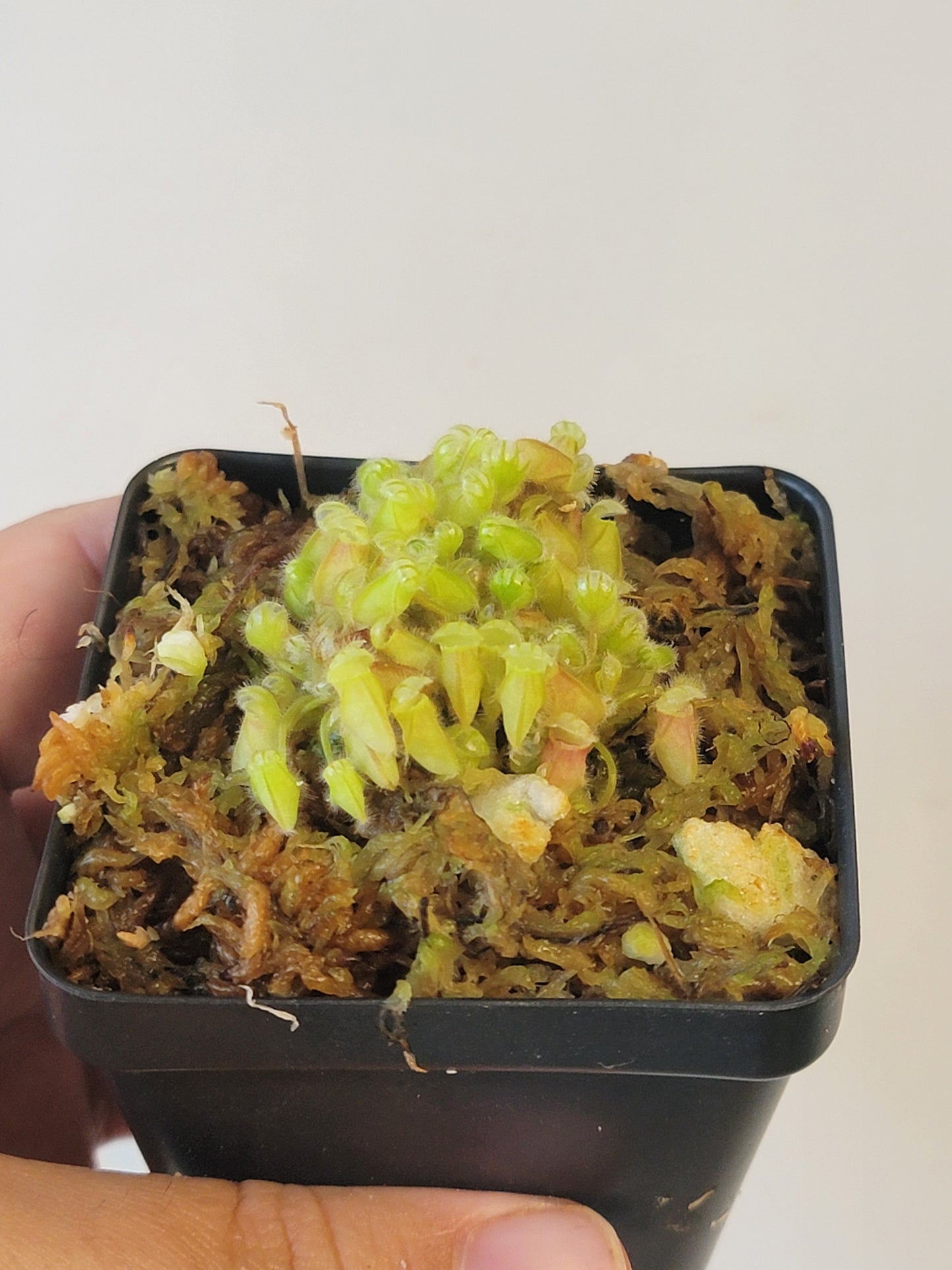 Cephalotus follicularis BCP